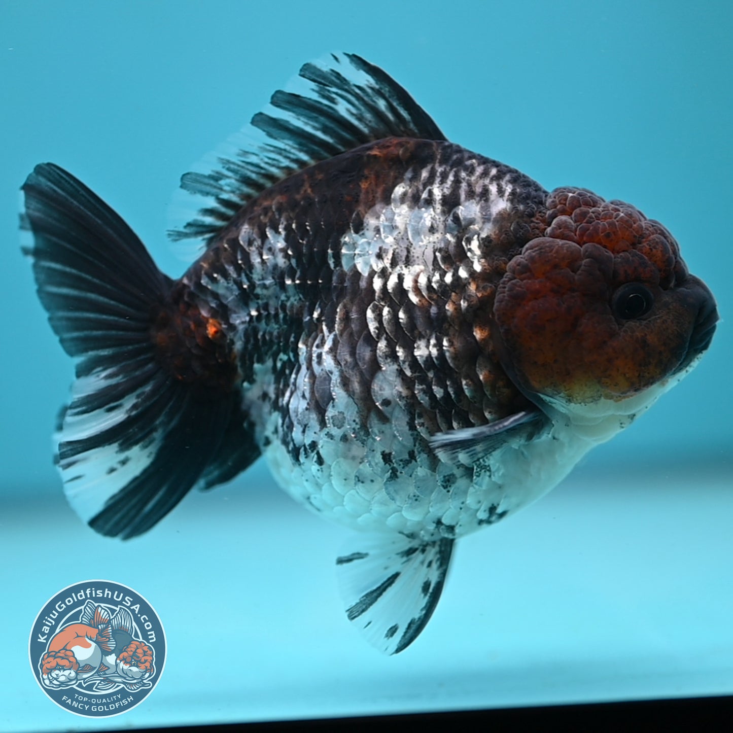 Shogun White Tiger Oranda 4 inches Body (250606_OR12)