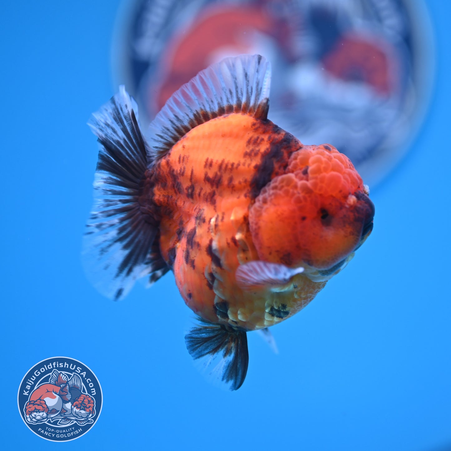 Shogun Tiger Oranda 3.25 inches Body (250530_OR12)