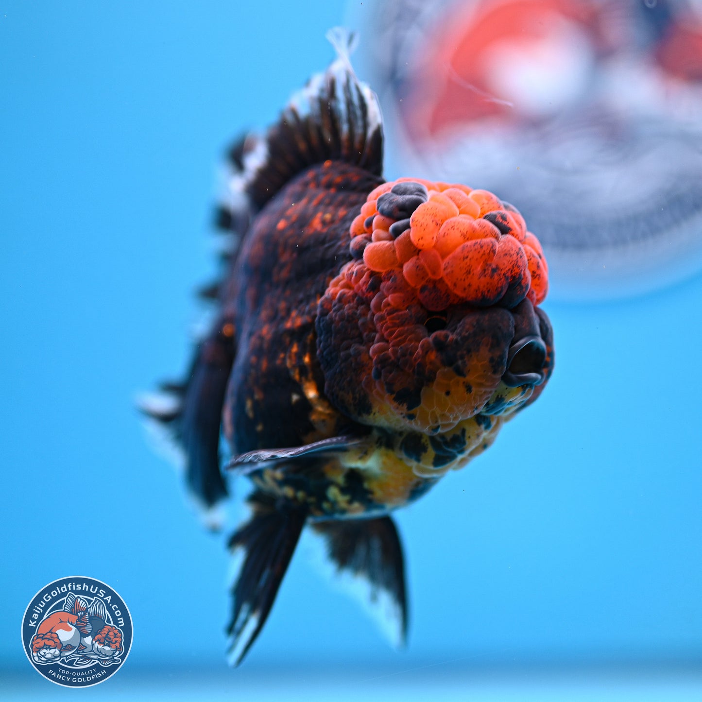 Heavy Ink Tiger Rose Tail Oranda 4-5.5 inches (240920_OR12) - Kaiju Goldfish USA