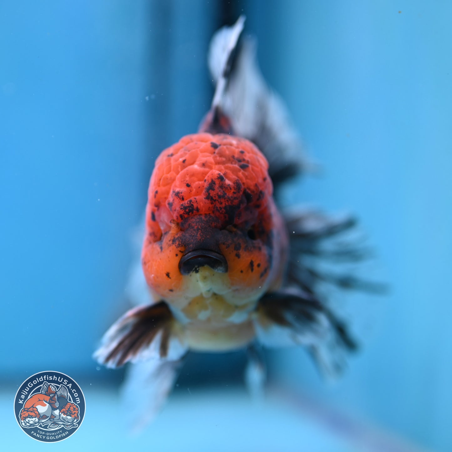 Tiger Rose Tail Oranda 6 inches - Male (241129_OR12) - Kaiju Goldfish USA