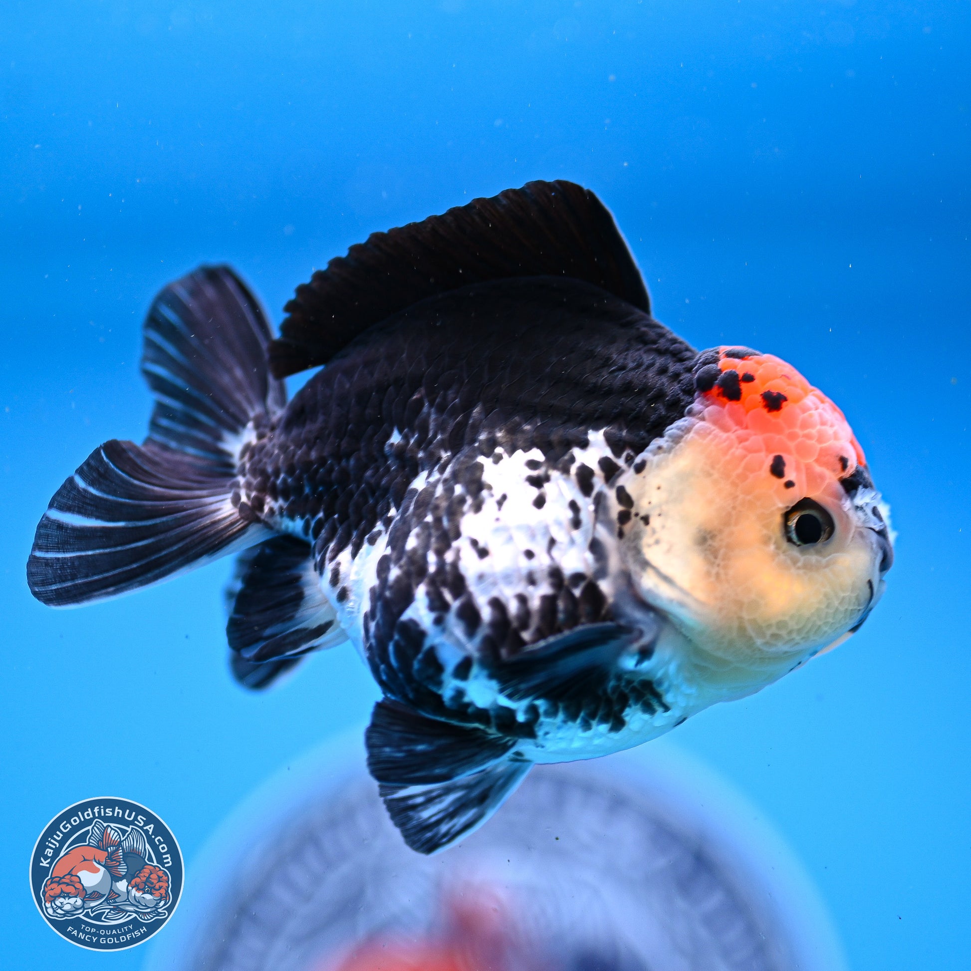 Tricolor YuanBao Oranda 3.5in Body (240830_OR12) - Kaiju Goldfish USA