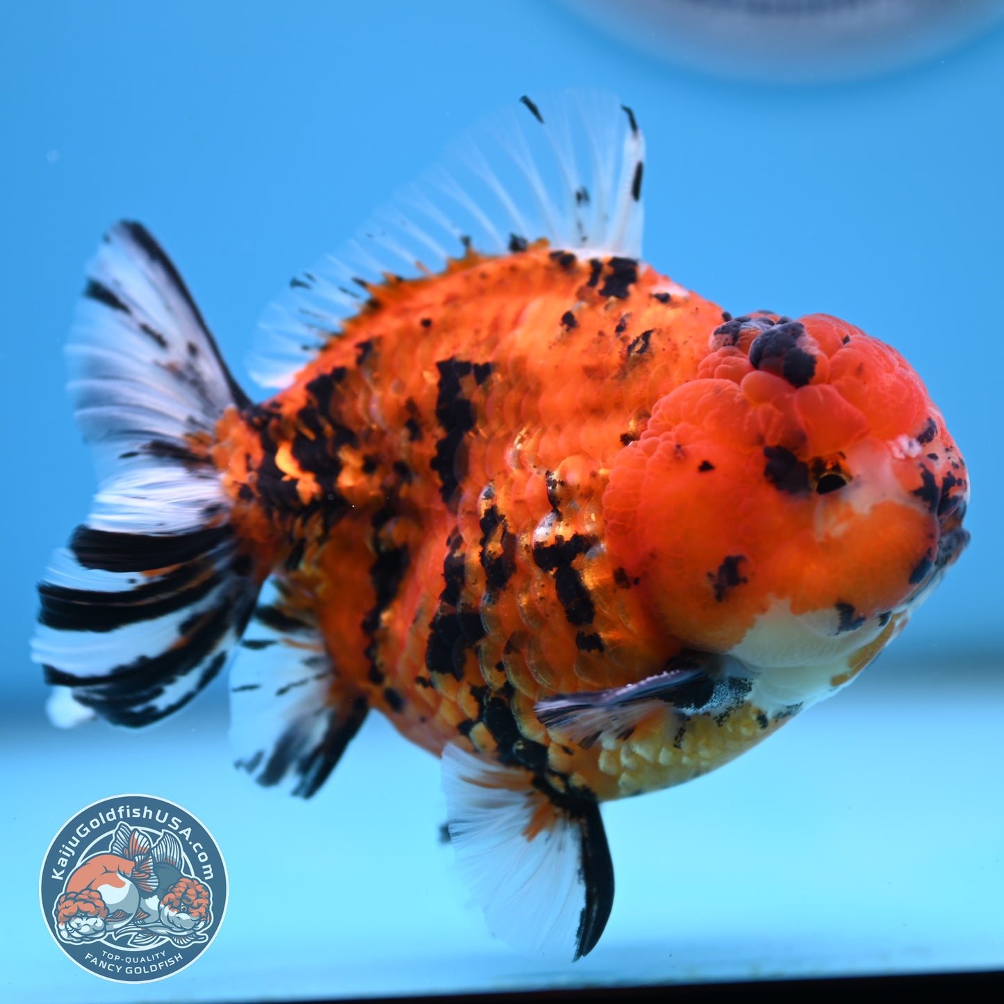 Shogun Tiger Oranda 4 inches Body - Male (250418_OR12)