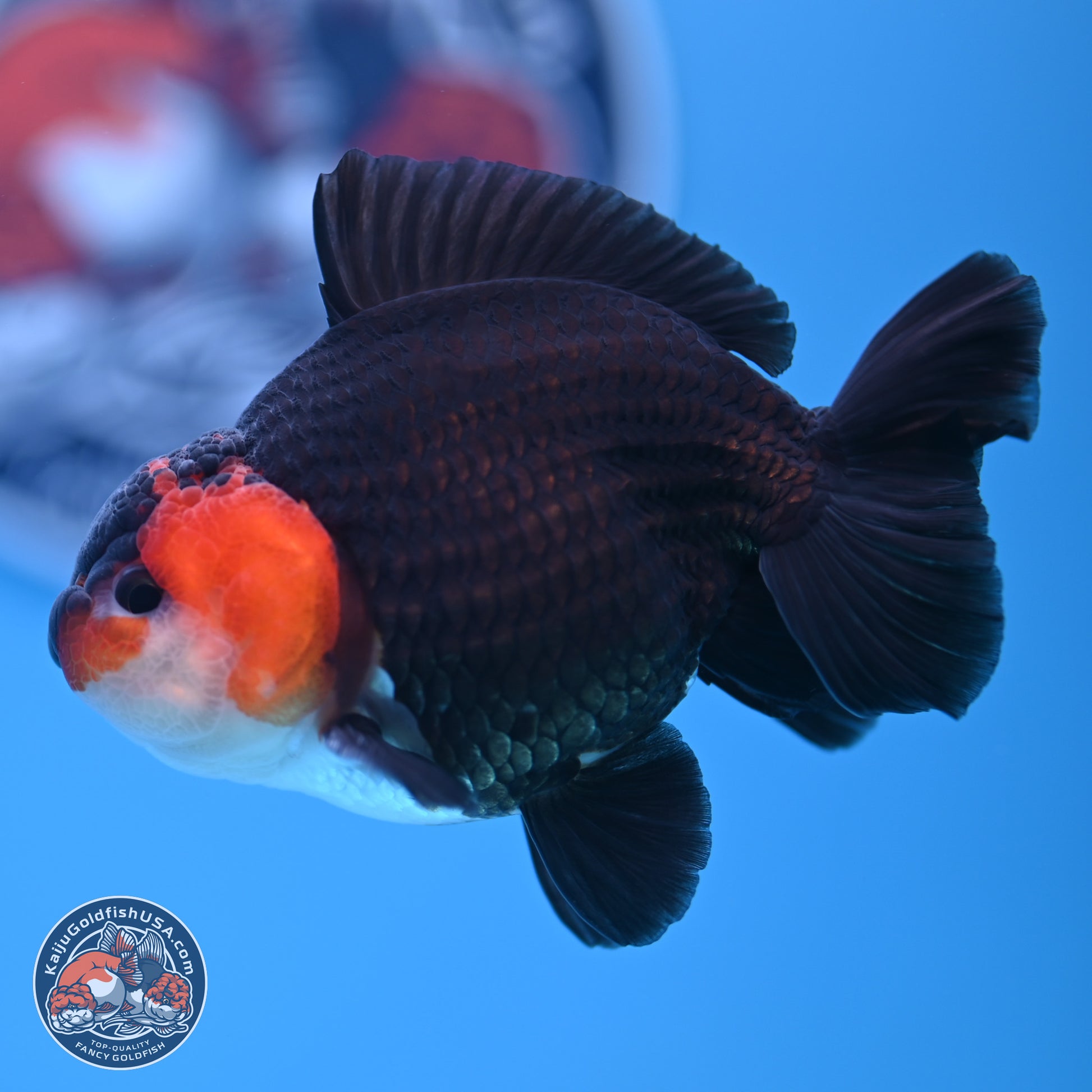 Tricolor Oranda 3.5-4.5 inches (240913_OR12) - Kaiju Goldfish USA