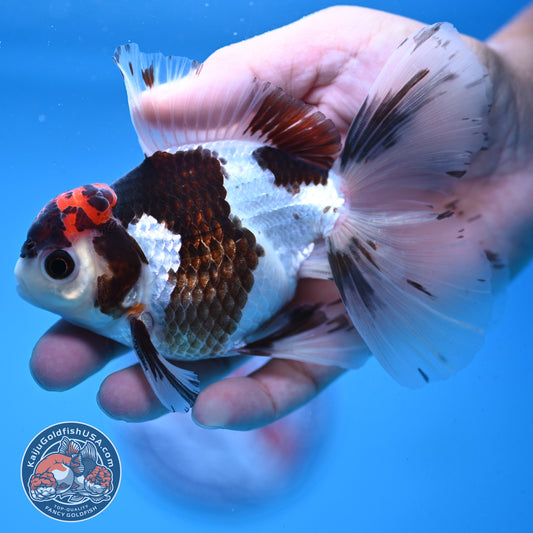 Tricolor Rose Tail Oranda 4 inch Body (251003_OR12)