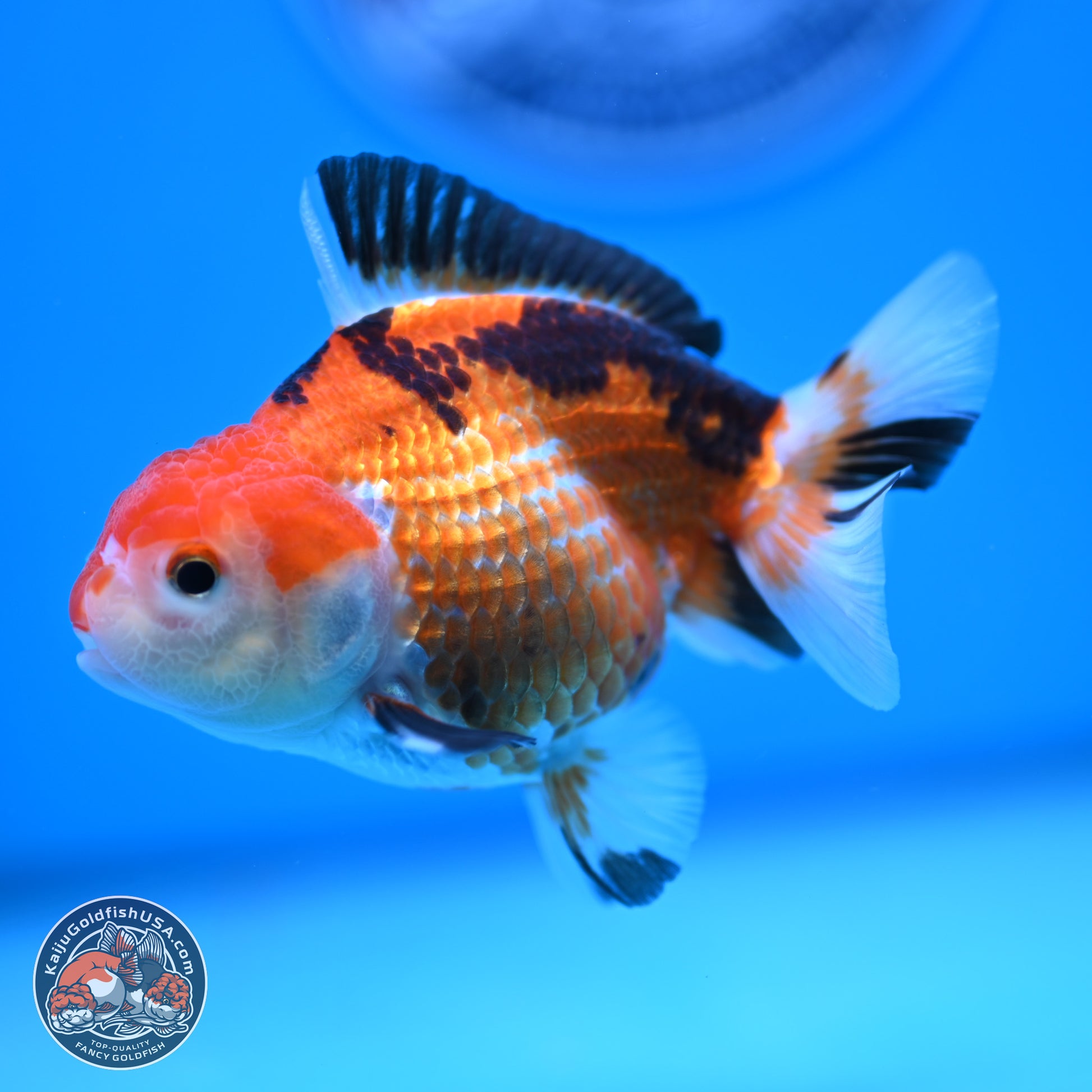 Tricolor Deer Spots Oranda 3.5-4 inches (241004_OR12) - Kaiju Goldfish USA