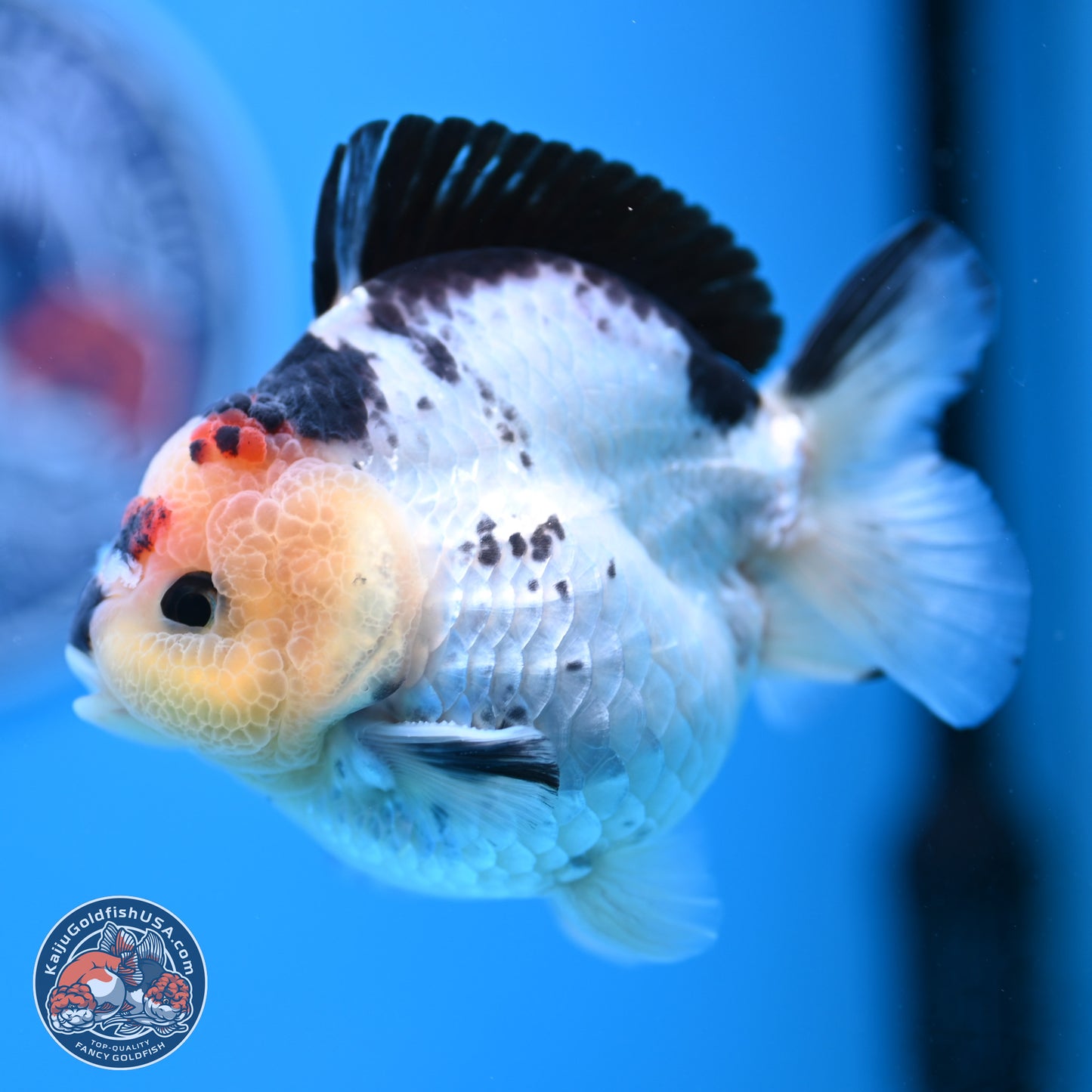 Tricolor YuanBao Oranda 3.5in Body (240816_OR12) - Kaiju Goldfish USA