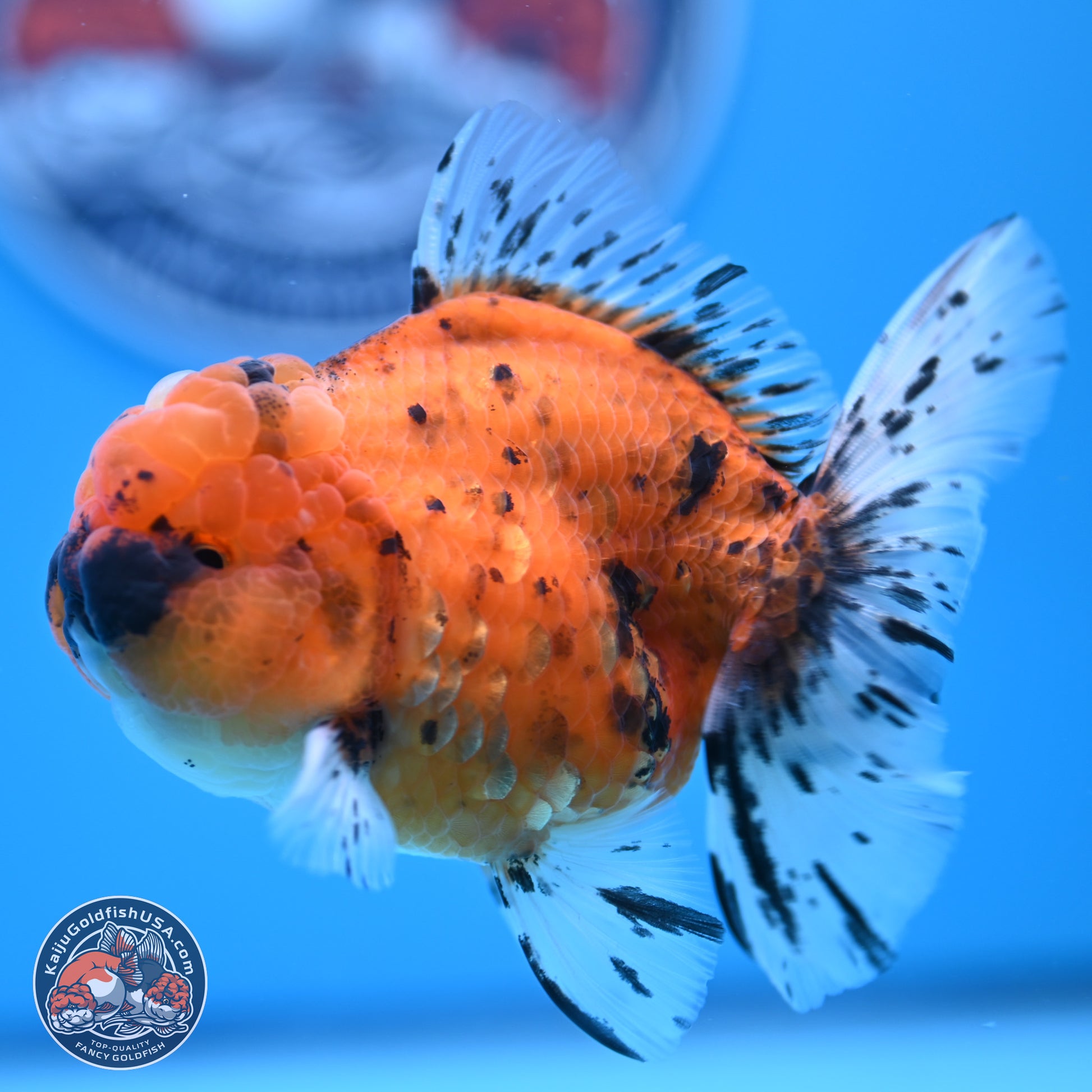 Shogun Tiger Rose Tail Oranda 3.5in Body (240802_OR12) - Kaiju Goldfish USA