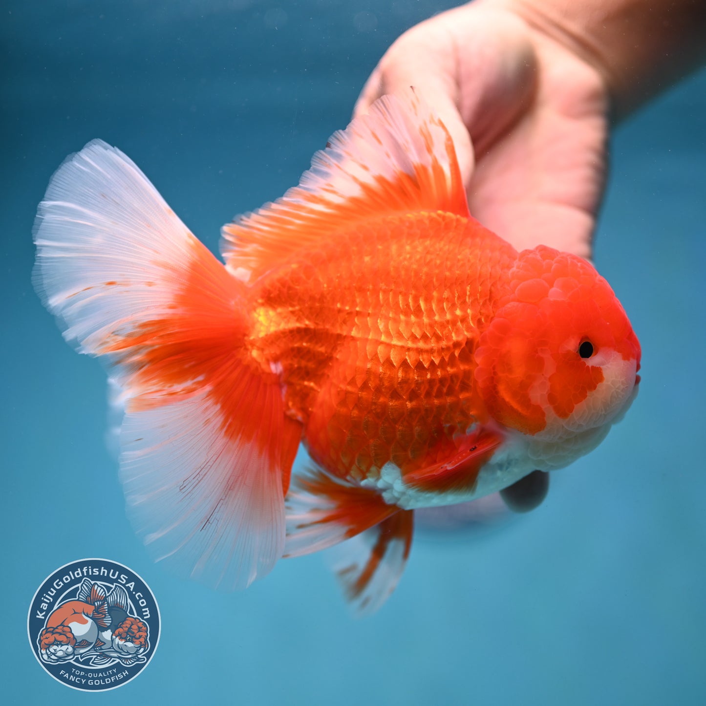 Rose Tail Red White Oranda 4.5 inch Body (250912_OR12)