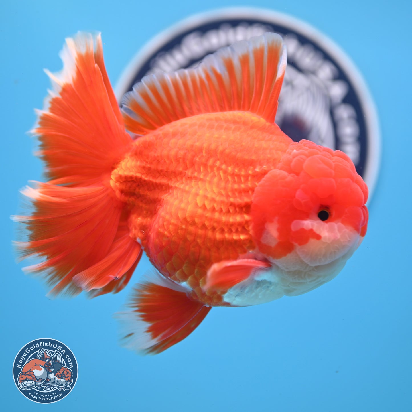 SHOW GRADE - Red White Orchid Tail Oranda 4.5 inches Body - Male (250214_OR12)