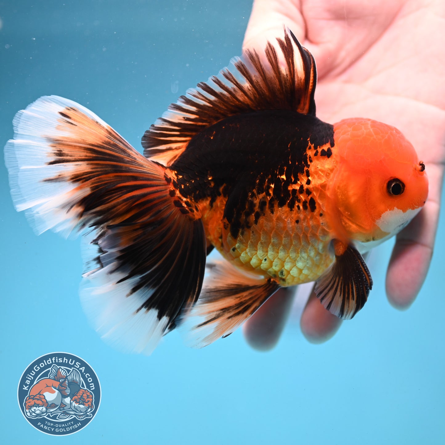 Butterfly Tail Apache Oranda 4 inch Body (250919_OR12)