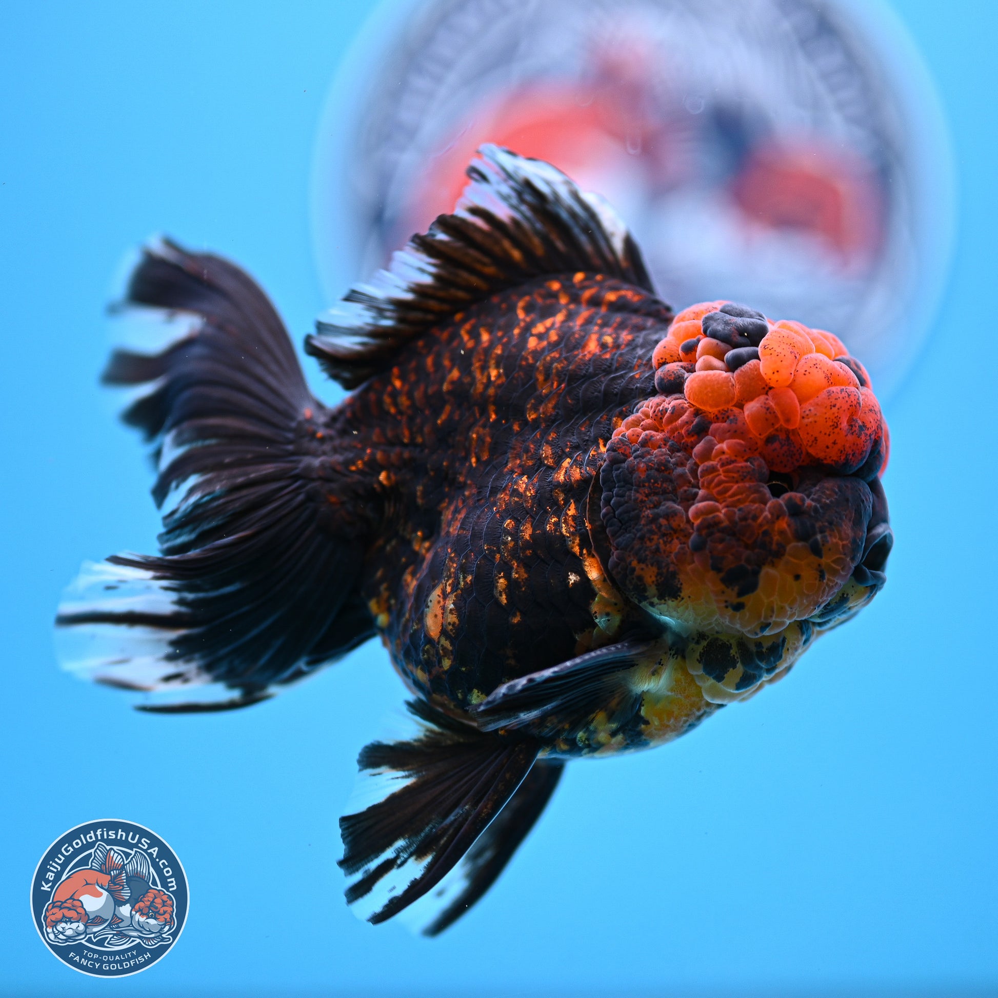 Heavy Ink Tiger Rose Tail Oranda 4-5.5 inches (240920_OR12) - Kaiju Goldfish USA