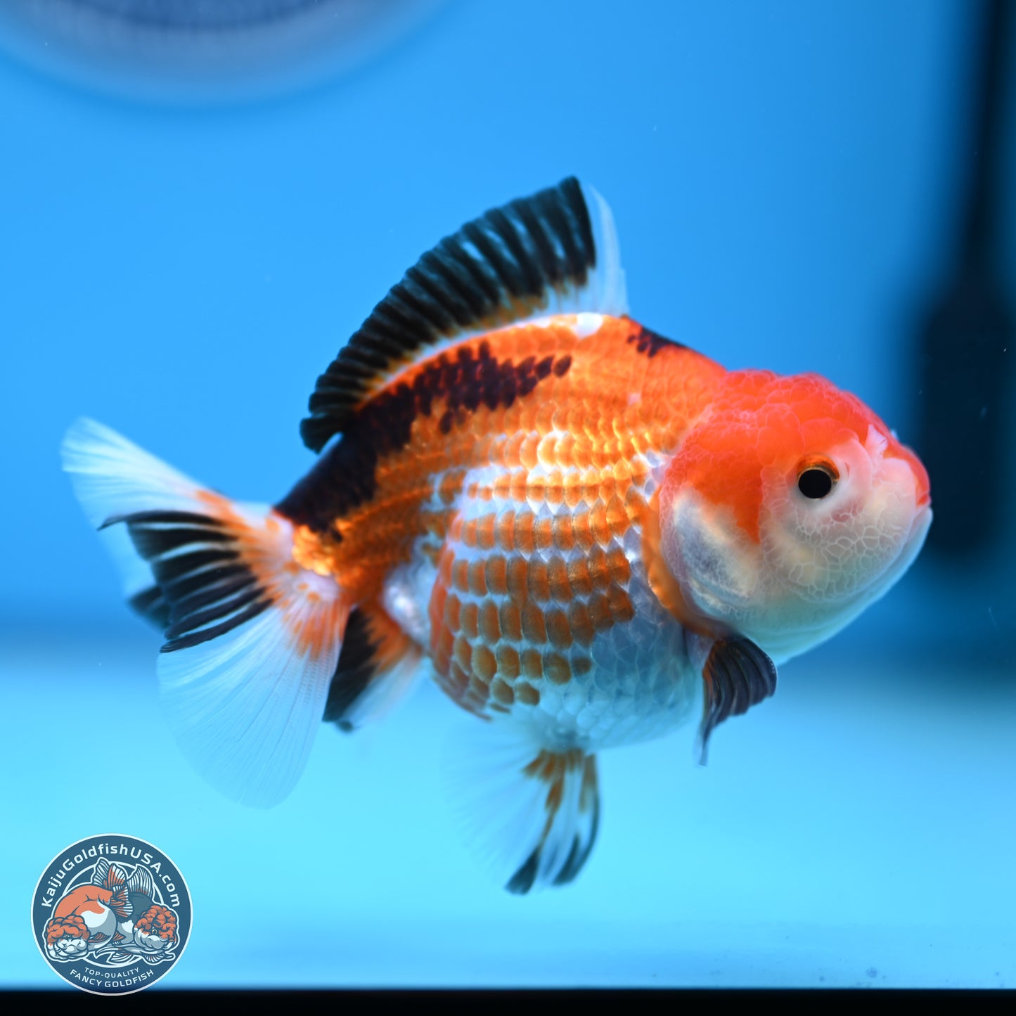 Tricolor Deer Spots Oranda 3.5-4 inches (241004_OR12) - Kaiju Goldfish USA