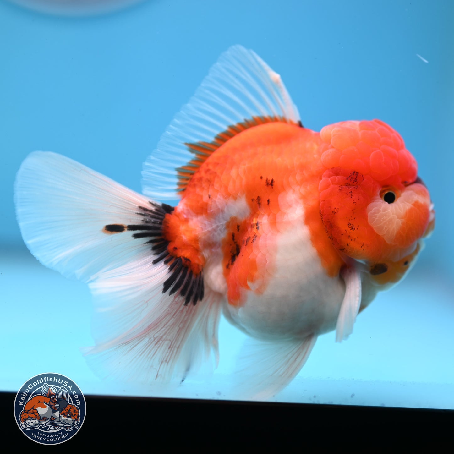 Tricolor Sakura Rose Tail Oranda 3.5 inches Body - Male(250228_OR12)