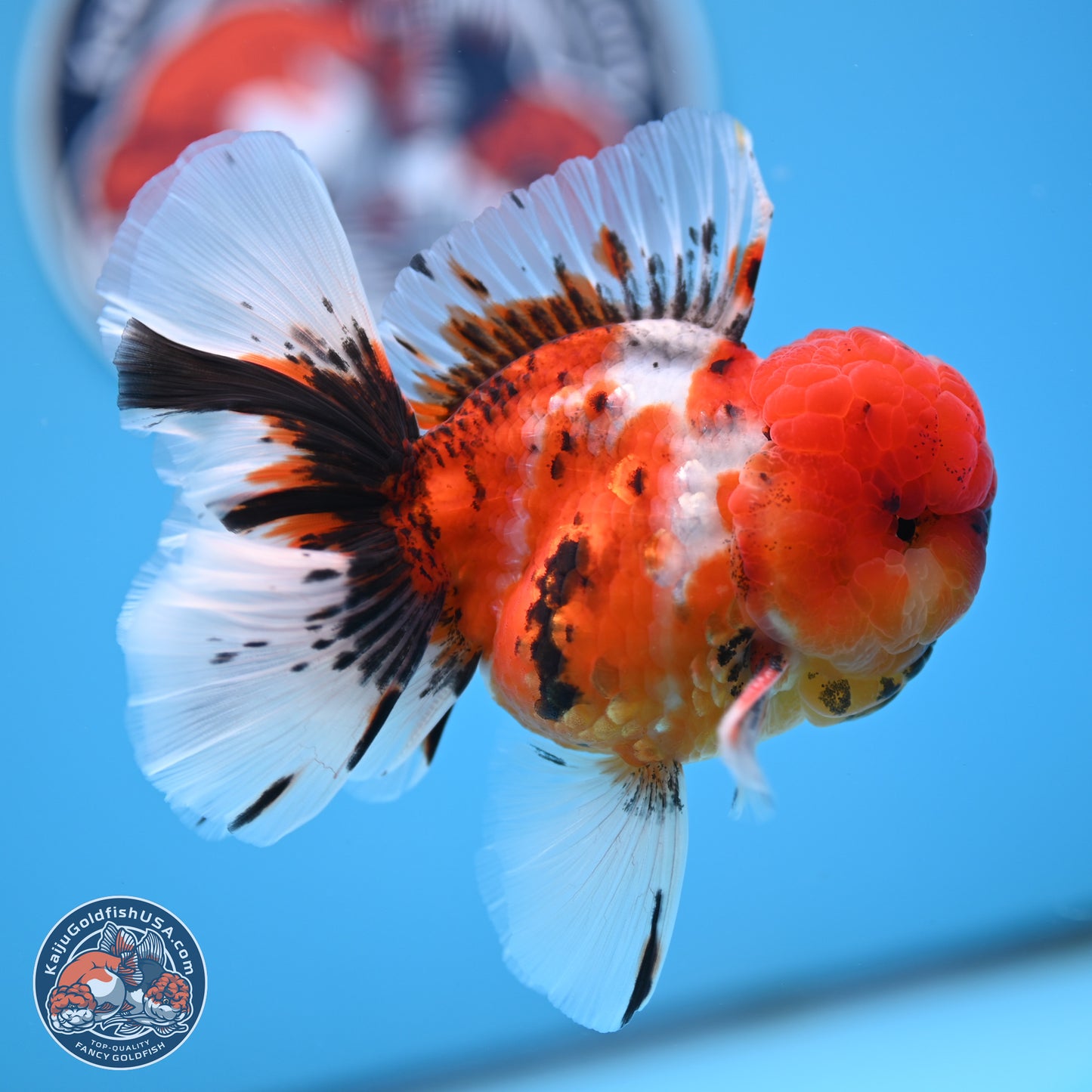 Tricolor Sakura Rose Tail Oranda 3.5 inches Body - Male (250314_OR12)