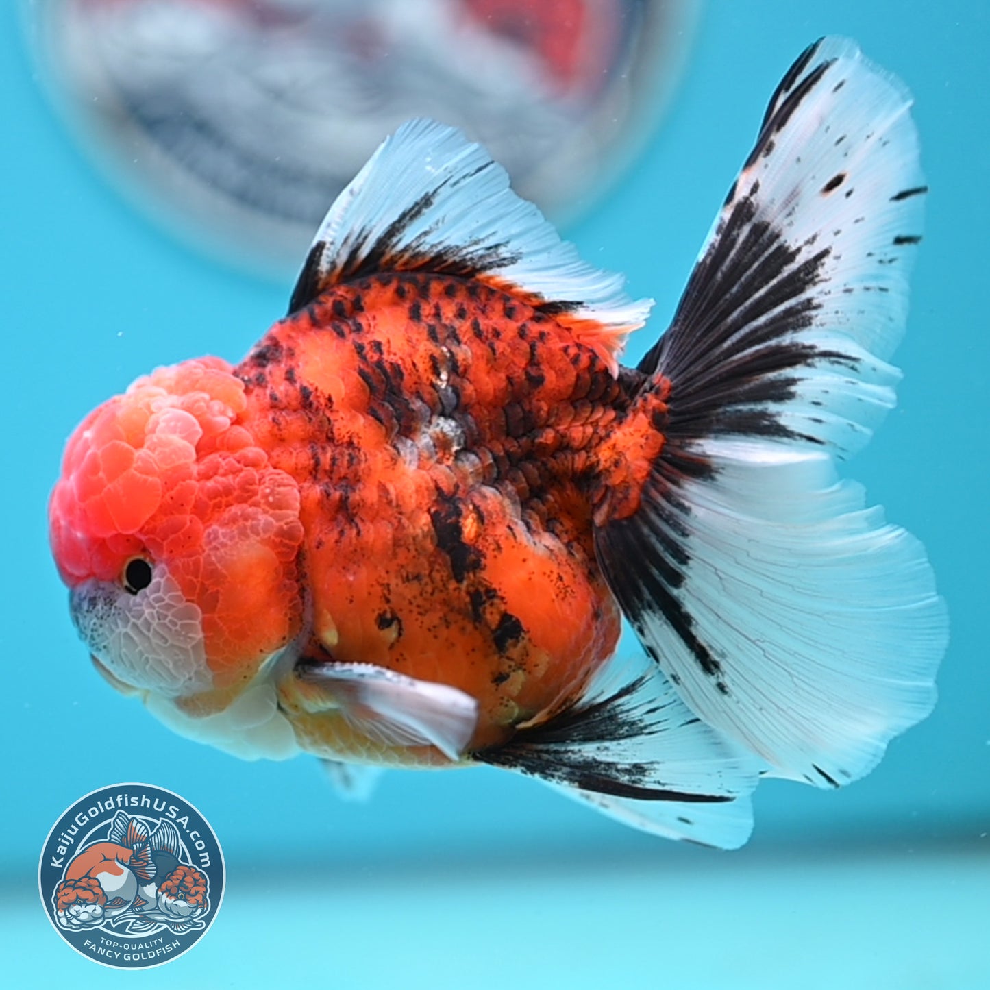 Tricolor Tiger Rose Tail Oranda 4 inches Body (250502_OR12)