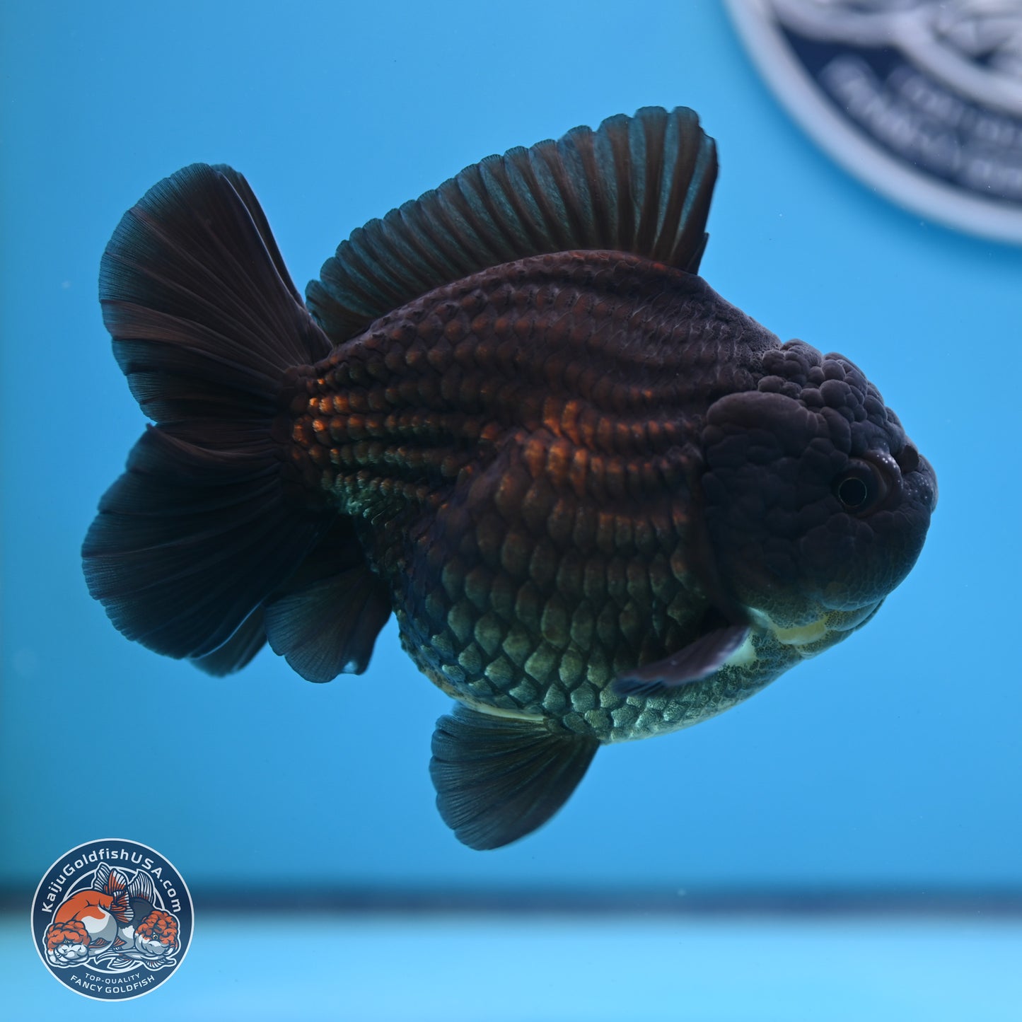 Black YuanBao Oranda 4 inches Body - Male (250307_OR12)