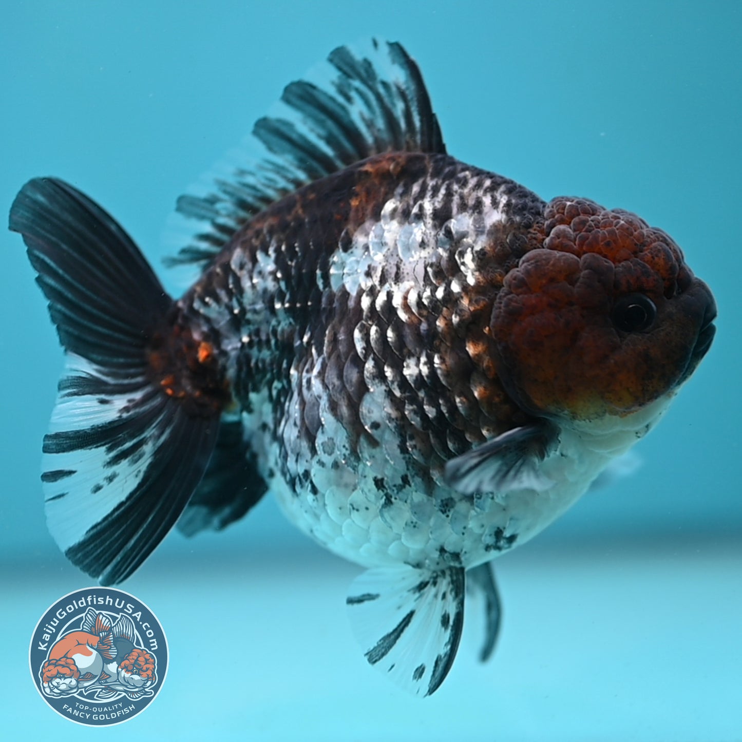 Shogun White Tiger Oranda 4 inches Body (250606_OR12)