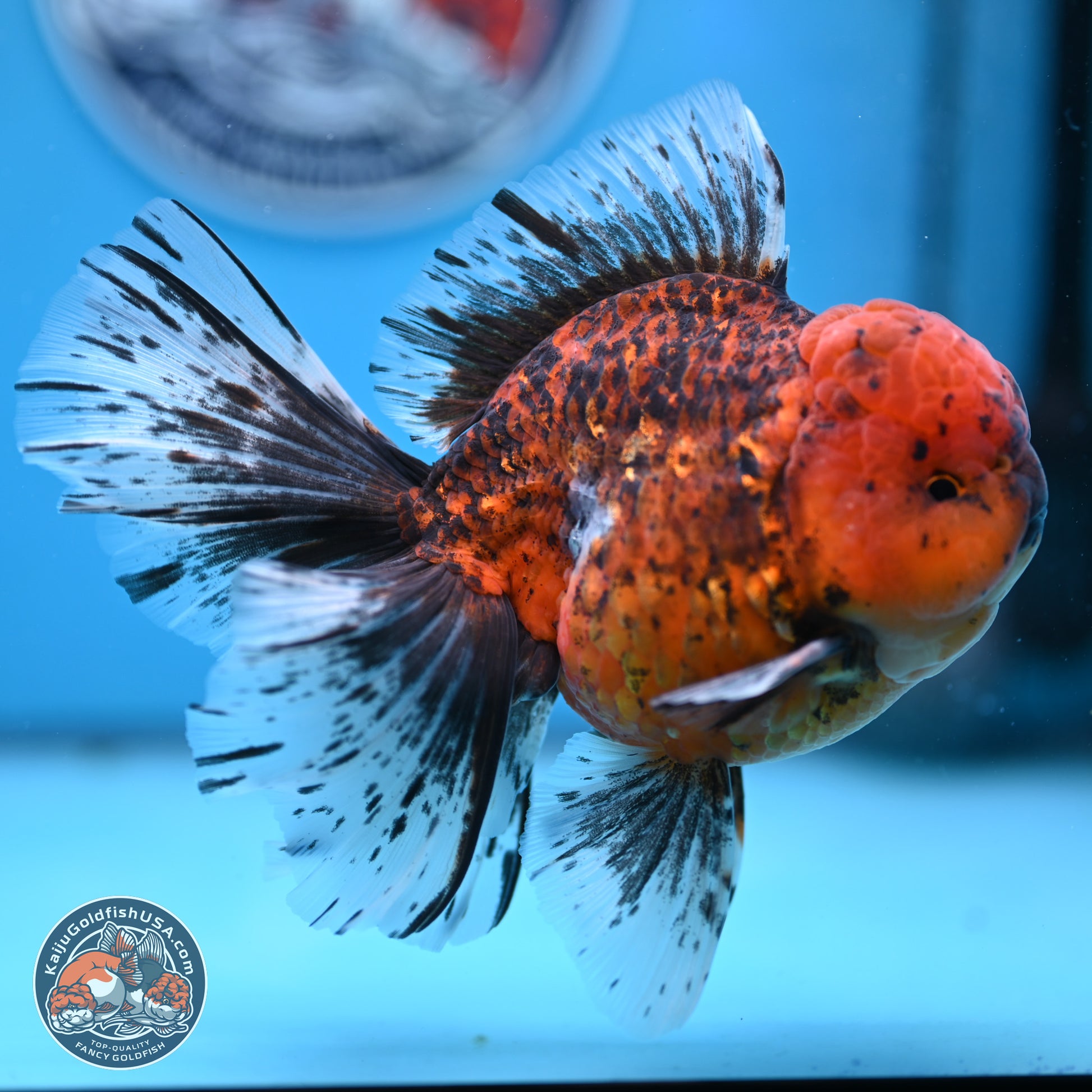 Tiger Rose Tail Oranda 6 inches - Male (241129_OR12) - Kaiju Goldfish USA