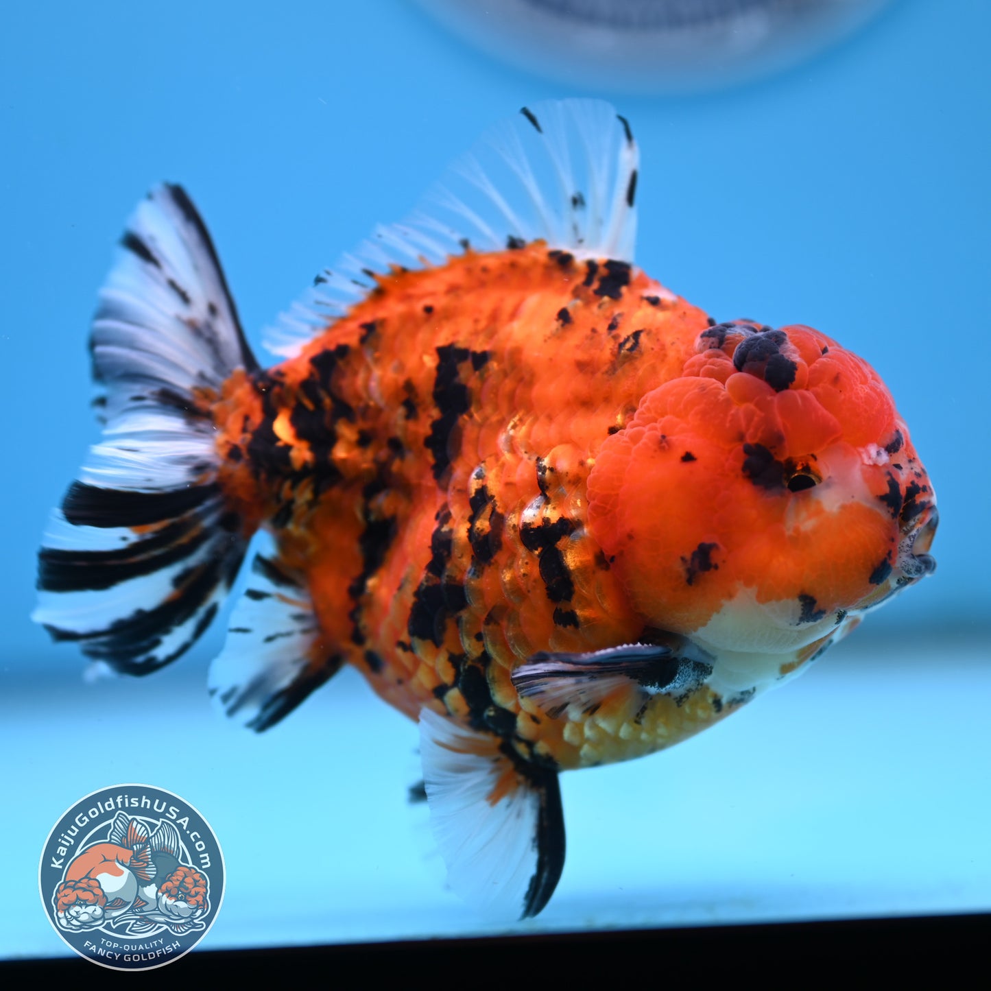 Shogun Tiger Oranda 4 inches Body - Male (250418_OR12)
