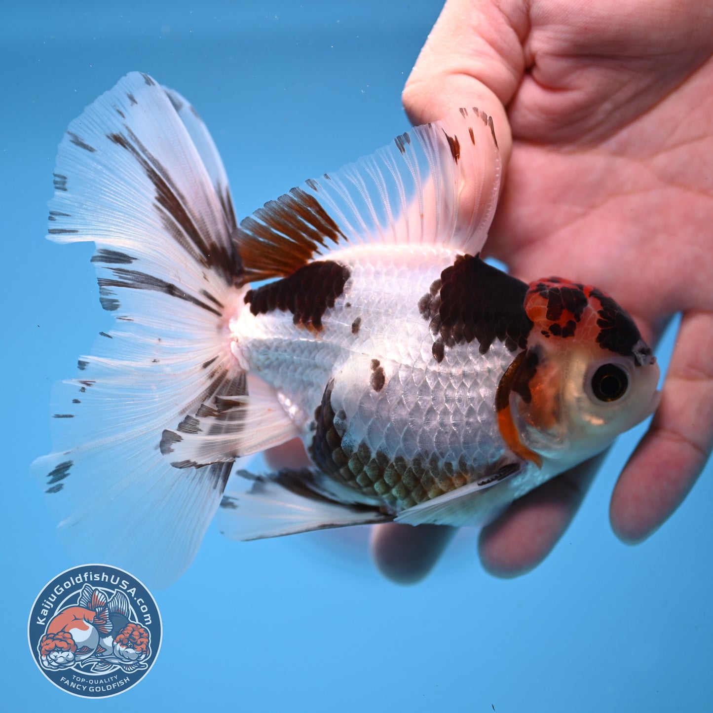Tricolor Rose Tail Oranda 4 inch Body (251003_OR12)