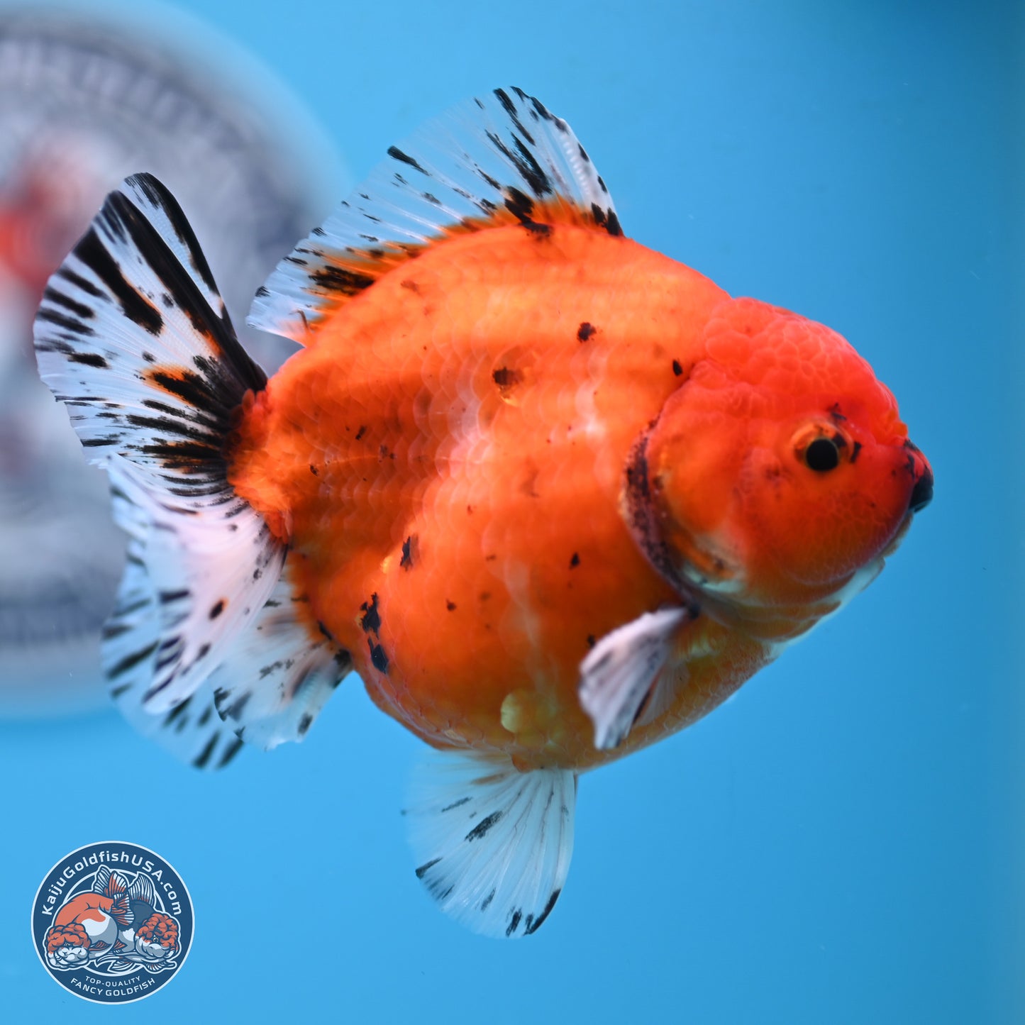 Shogun Tricolor Sakura Oranda 3.75 inches Body - Male (250131_OR12)