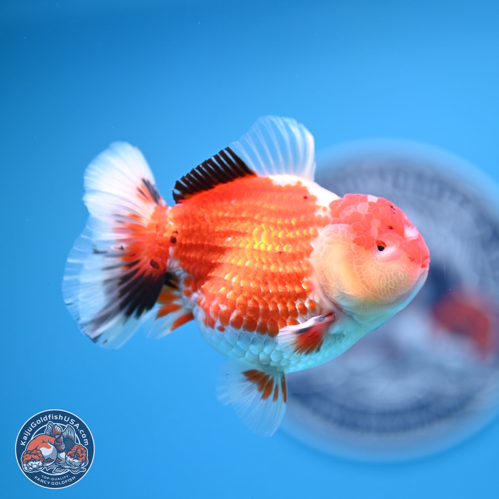 Tricolor Oranda 3.5 inches Body - Male (241227_OR12) - Kaiju Goldfish USA