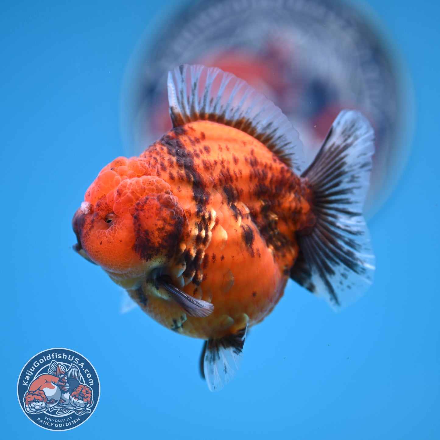 Shogun Tiger Oranda 3.25 inches Body (250530_OR12)