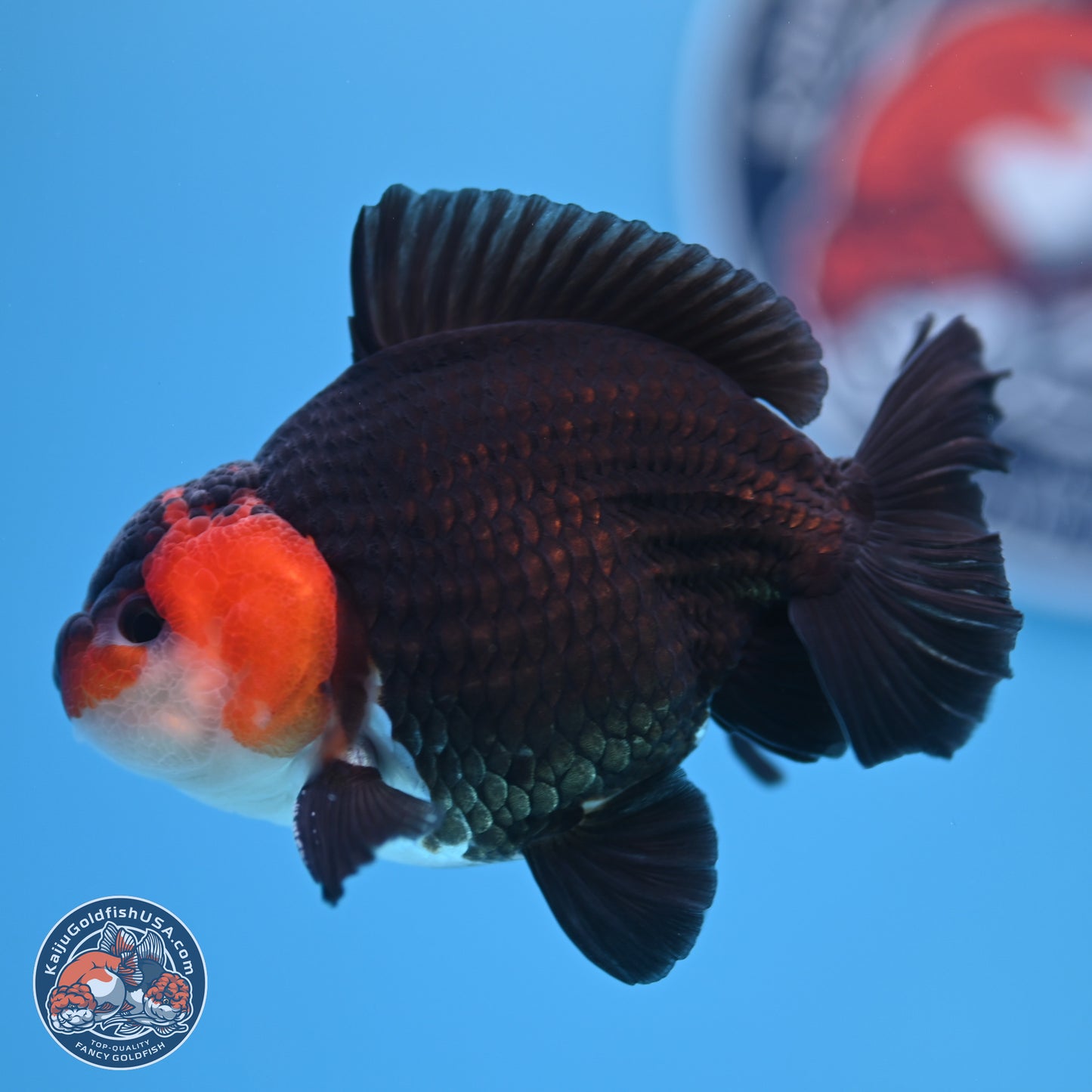 Tricolor Oranda 3.5-4.5 inches (240913_OR12) - Kaiju Goldfish USA