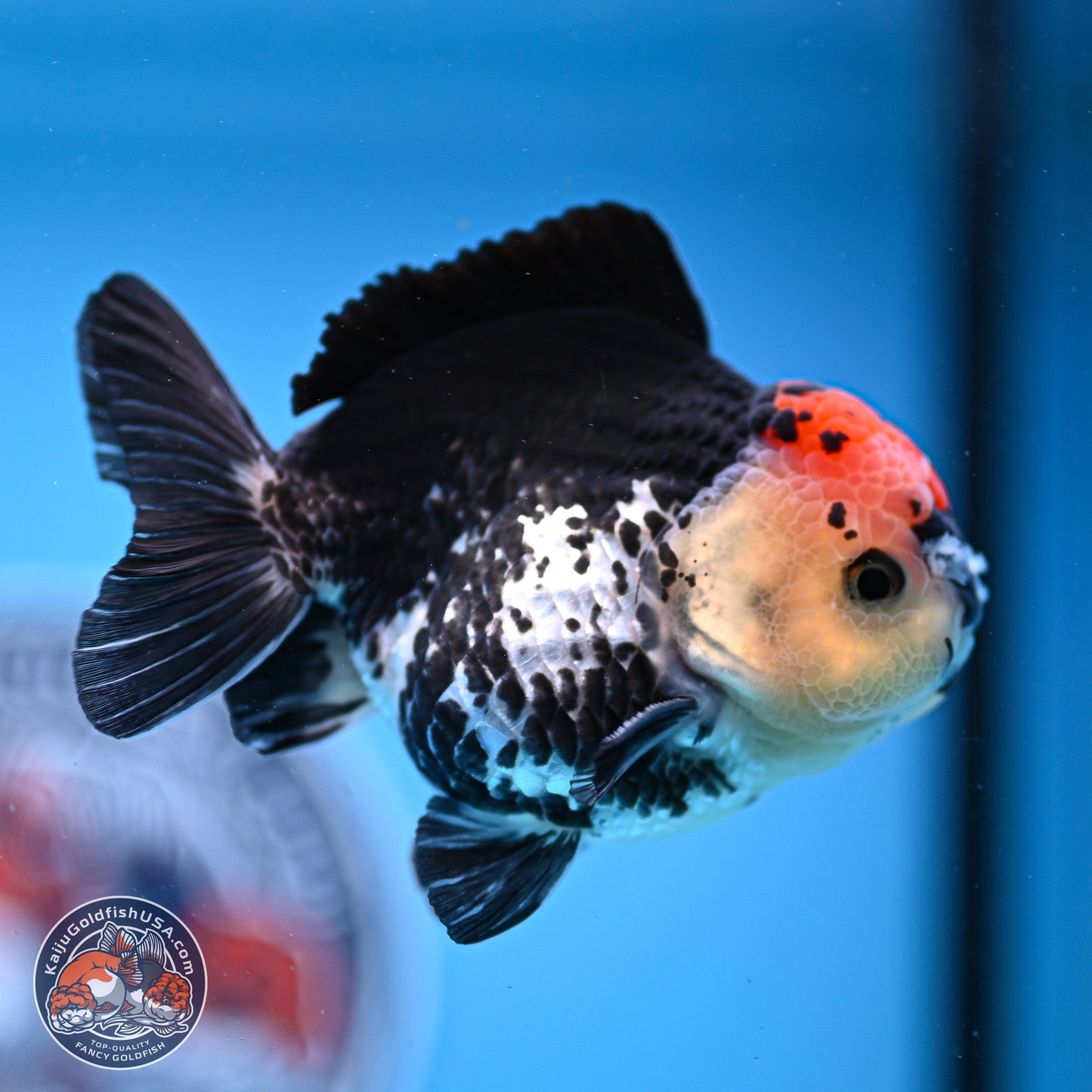 Tricolor YuanBao Oranda 3.5in Body (240830_OR12) - Kaiju Goldfish USA