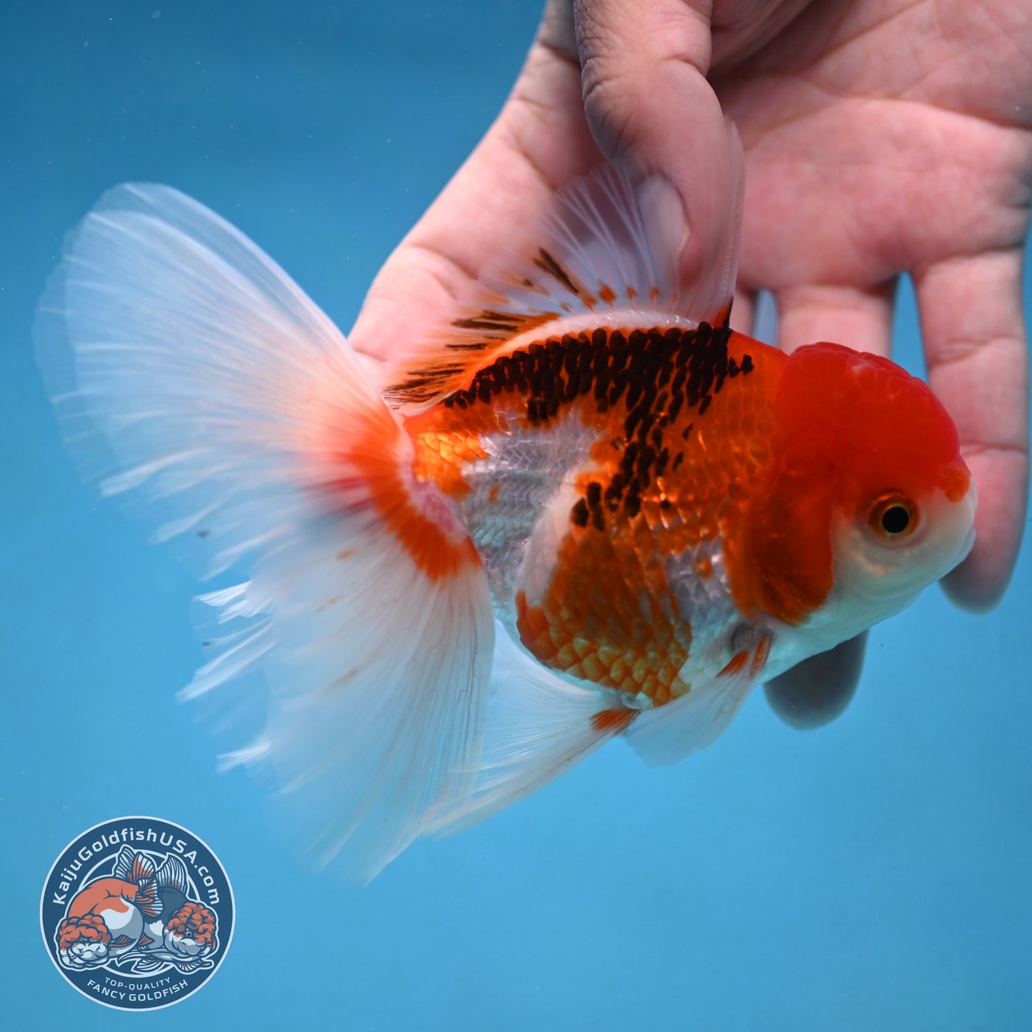 Tricolor Rosetail Oranda 3.5 inch Body (250926_OR12)