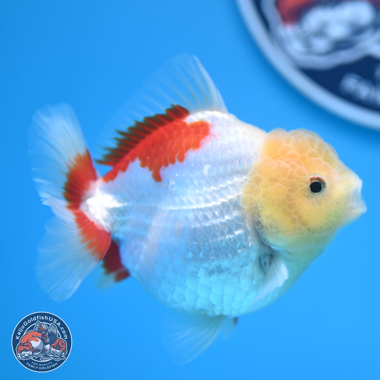 Lemon Head Red White YuanBao Oranda 4 inches (241018_OR12)