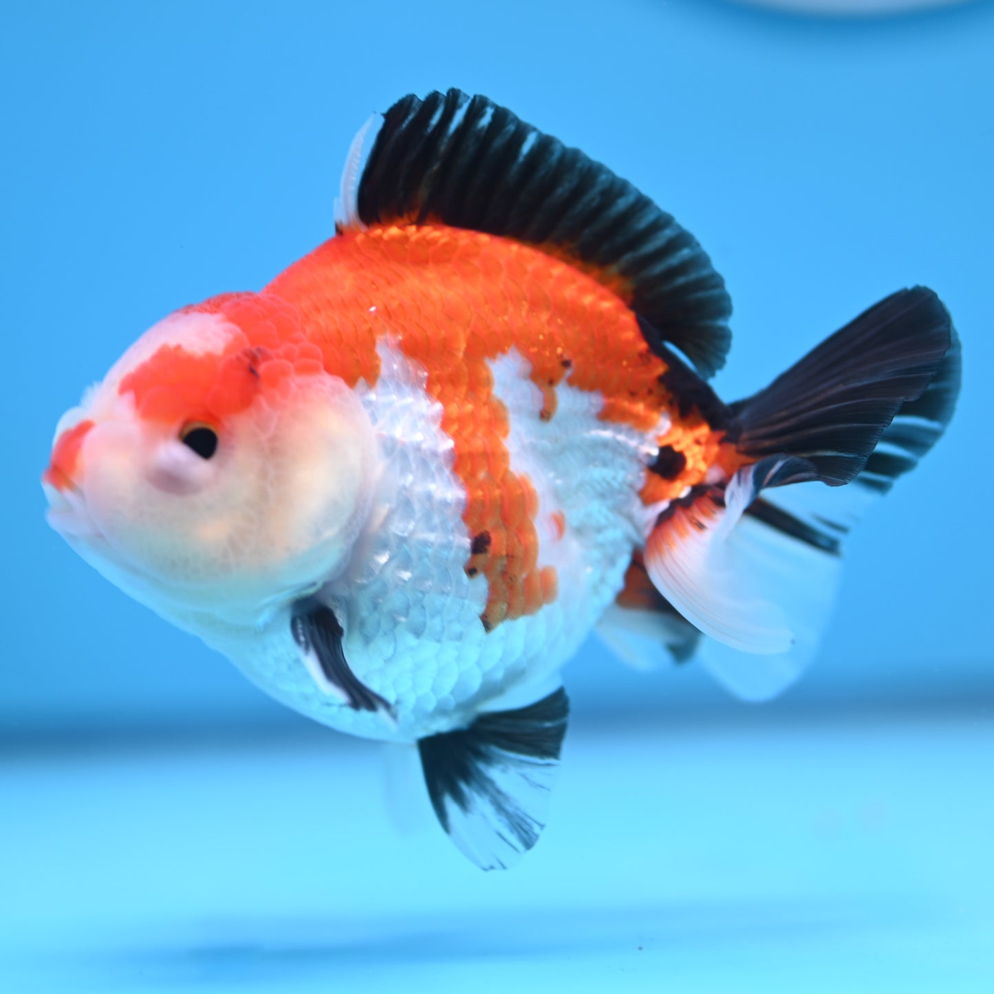 Tricolor Oranda 3.5-4 inches (241011_OR12) - Kaiju Goldfish USA