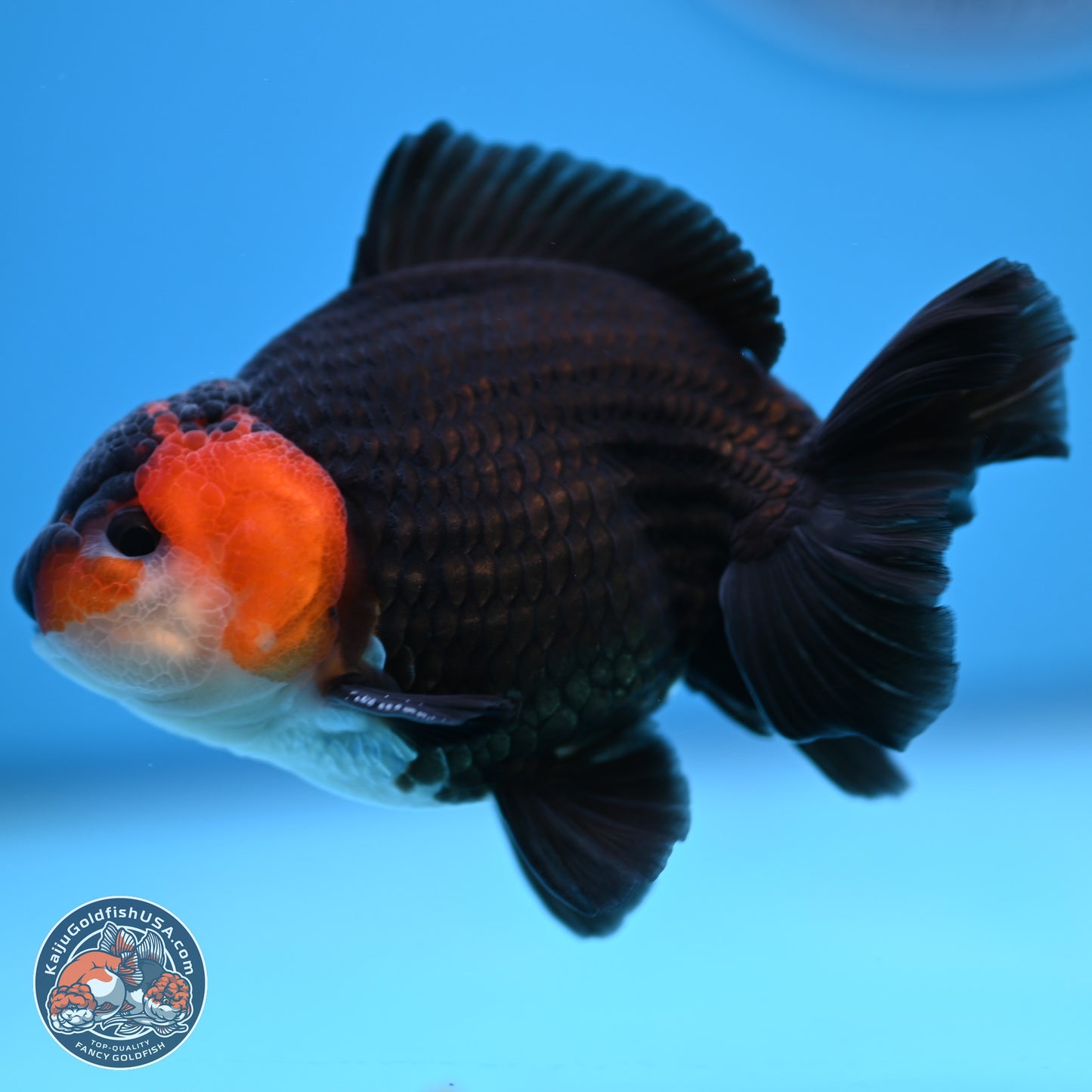 Tricolor Oranda 3.5-4.5 inches (240913_OR12) - Kaiju Goldfish USA