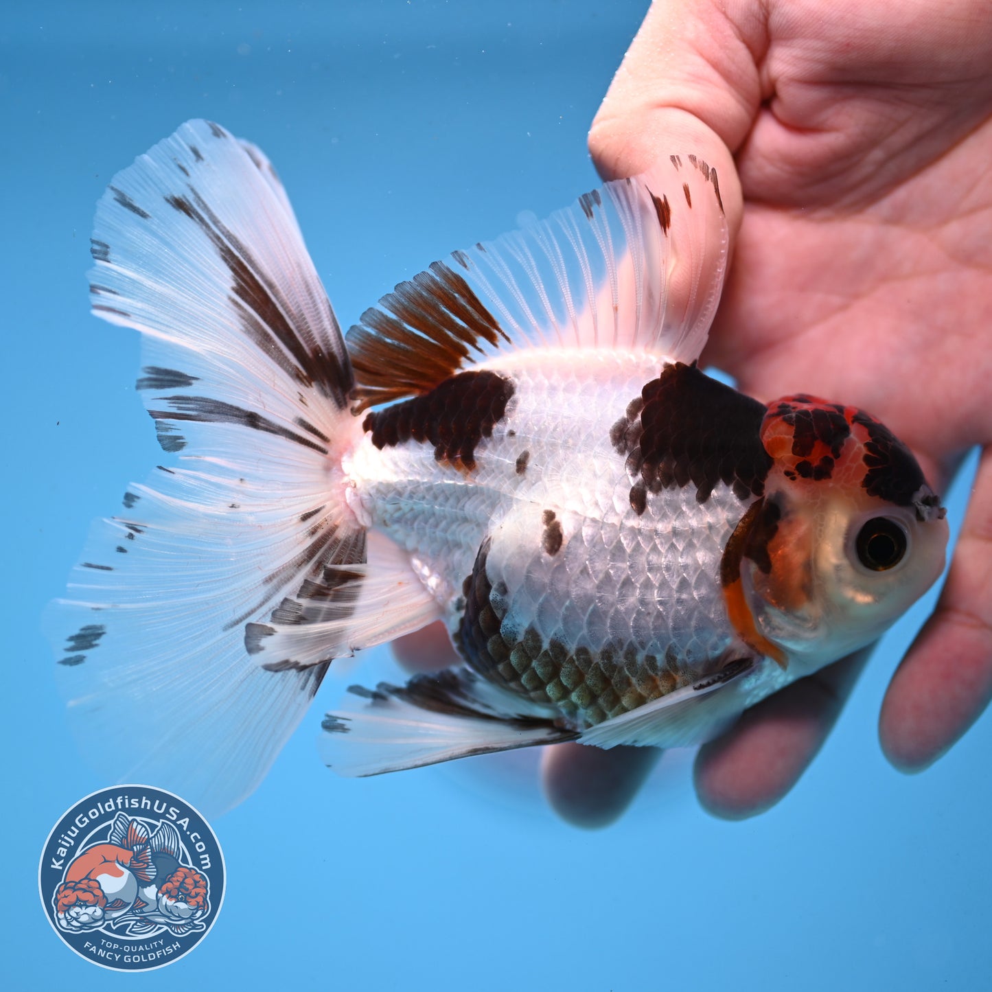 Tricolor Rose Tail Oranda 4 inch Body (251003_OR12)