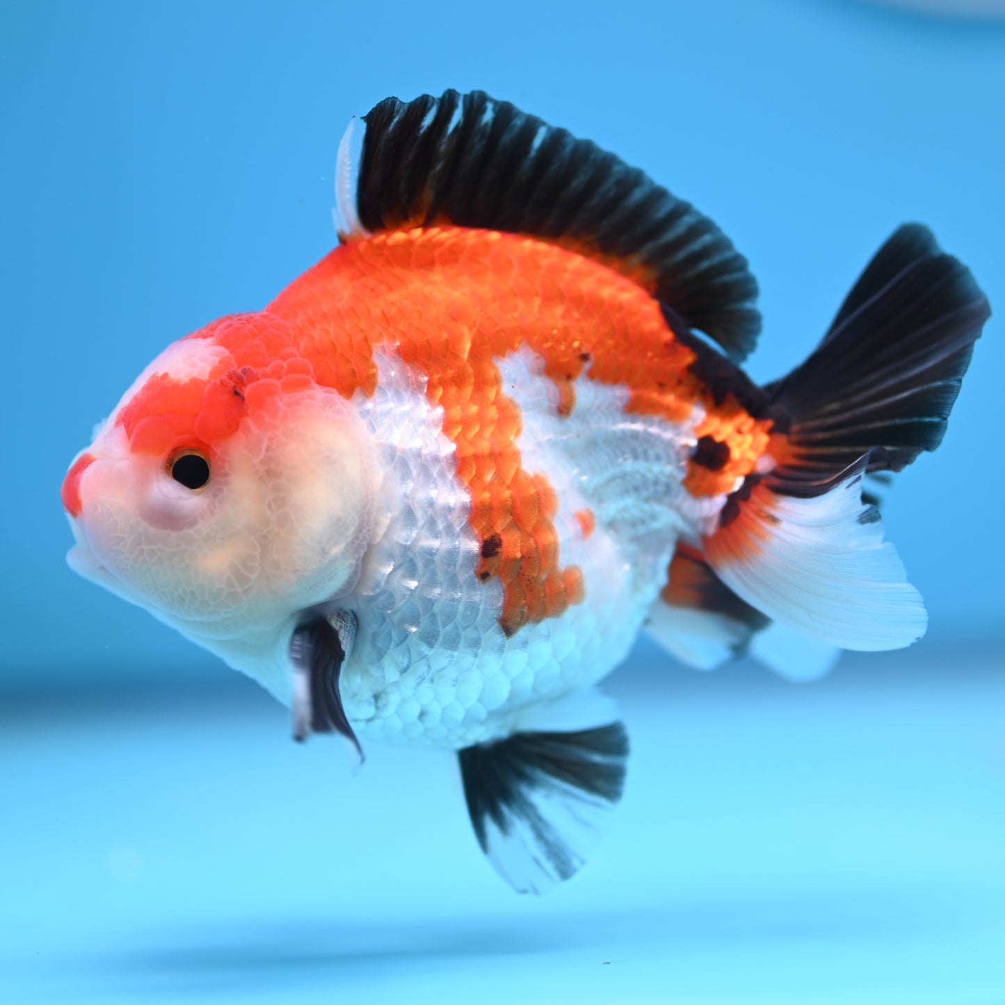 Tricolor Oranda 3.5-4 inches (241011_OR12) - Kaiju Goldfish USA