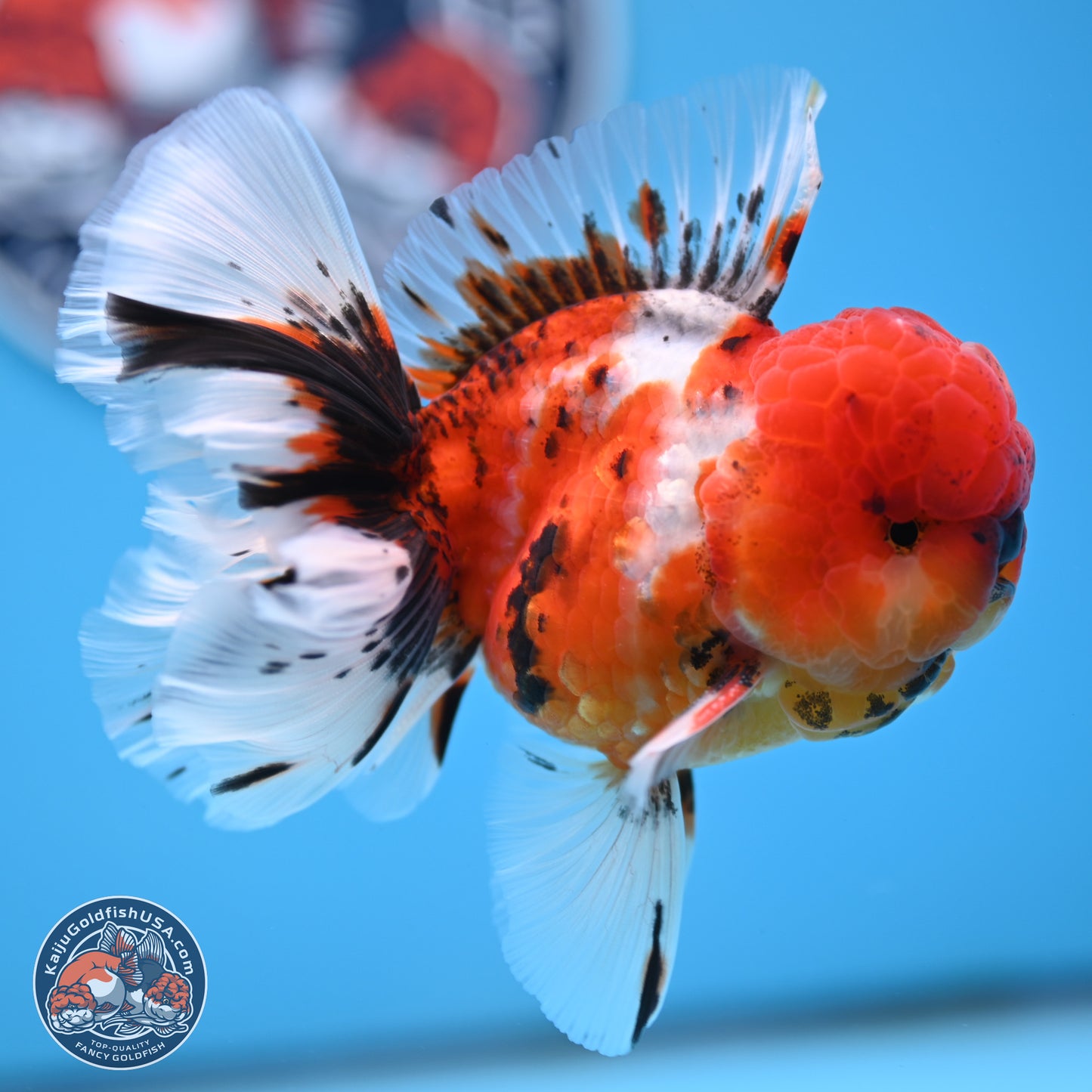 Tricolor Sakura Rose Tail Oranda 3.5 inches Body - Male (250314_OR12)