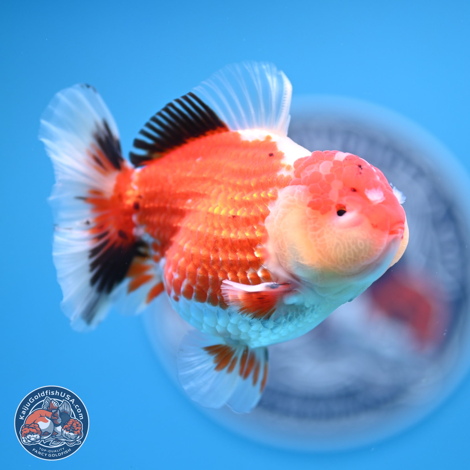 Tricolor Oranda 3.5 inches Body - Male (241227_OR12) - Kaiju Goldfish USA