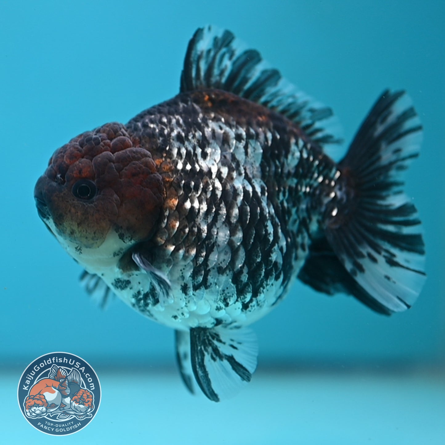 Shogun White Tiger Oranda 4 inches Body (250606_OR12)
