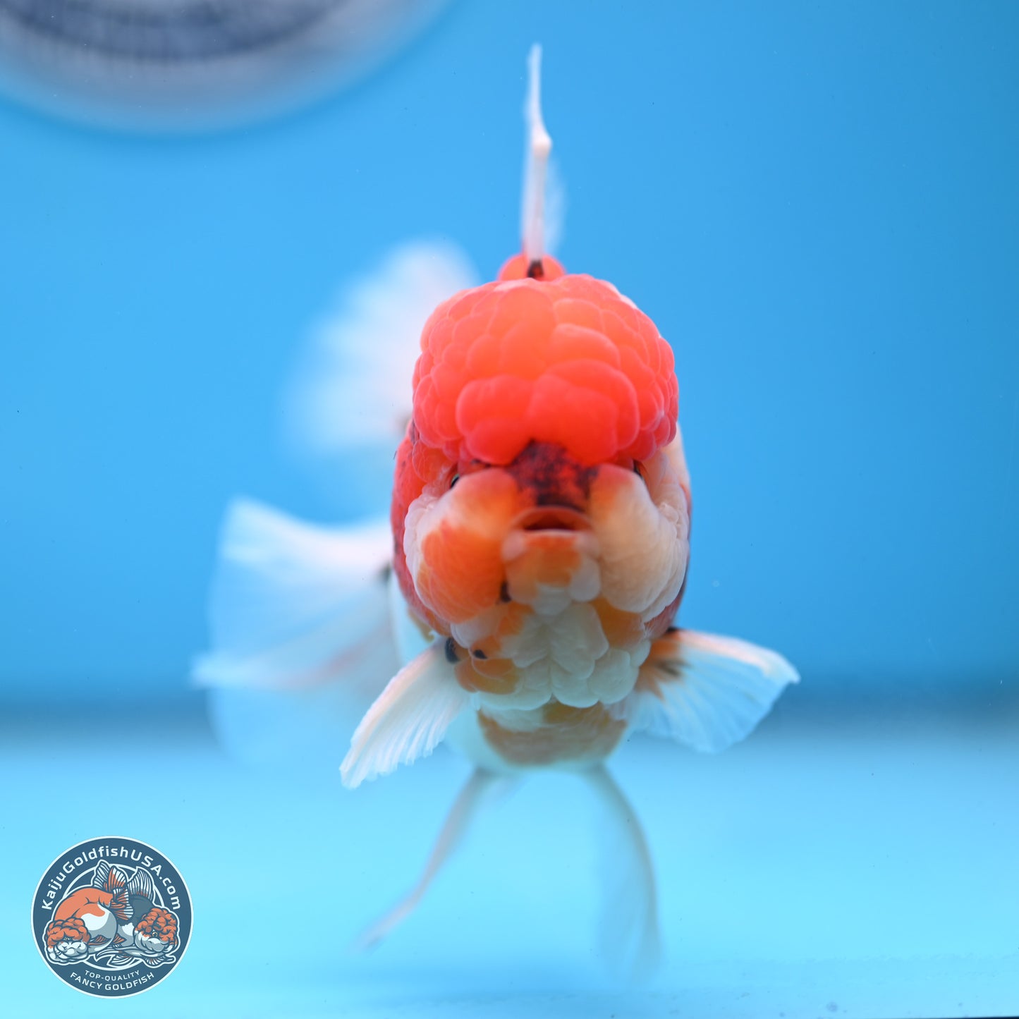 Tricolor Sakura Rose Tail Oranda 3.5 inches Body - Male(250228_OR12)