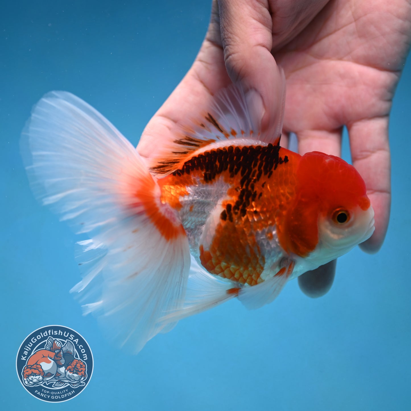 Tricolor Rosetail Oranda 3.5 inch Body (250926_OR12)