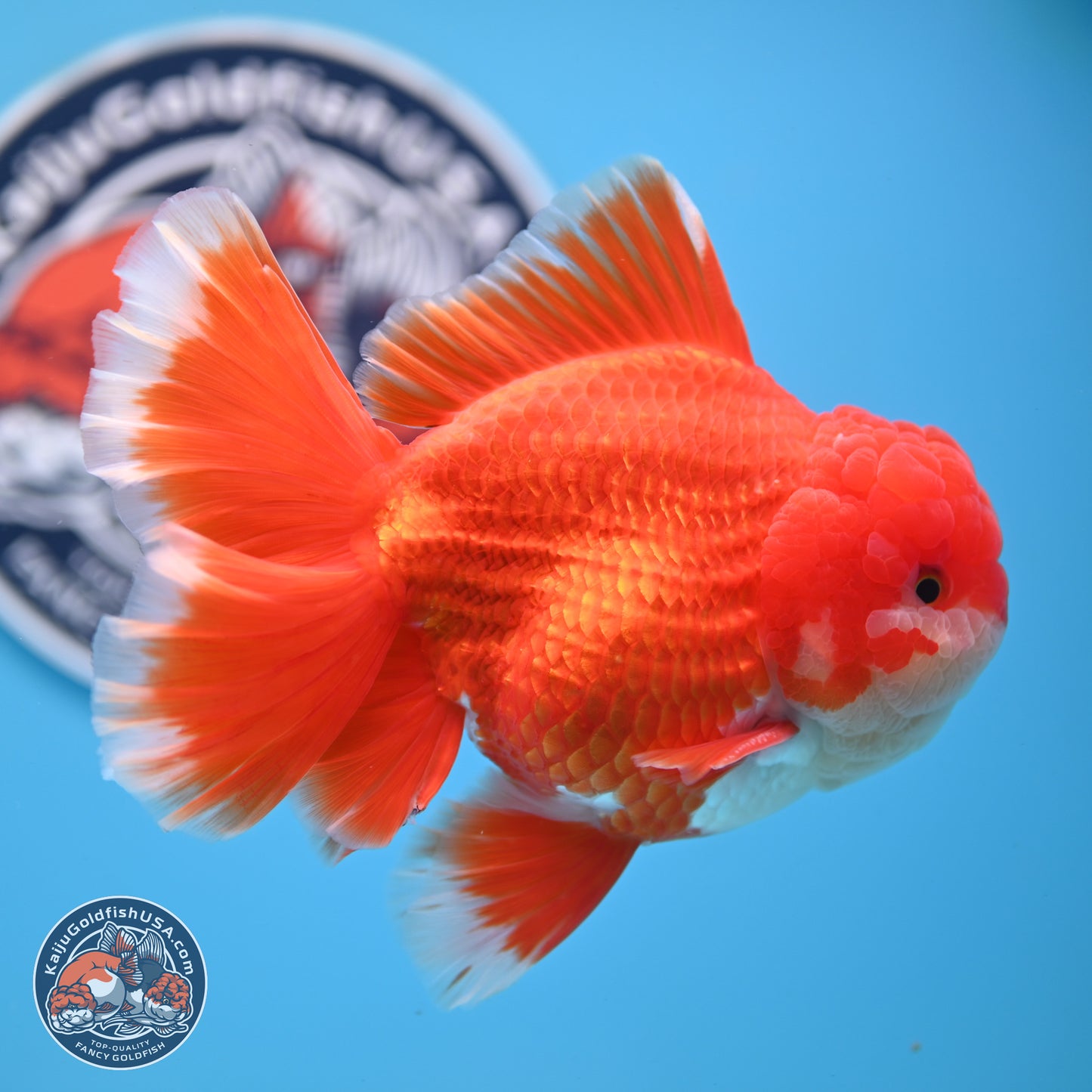 SHOW GRADE - Red White Orchid Tail Oranda 4.5 inches Body - Male (250214_OR12)