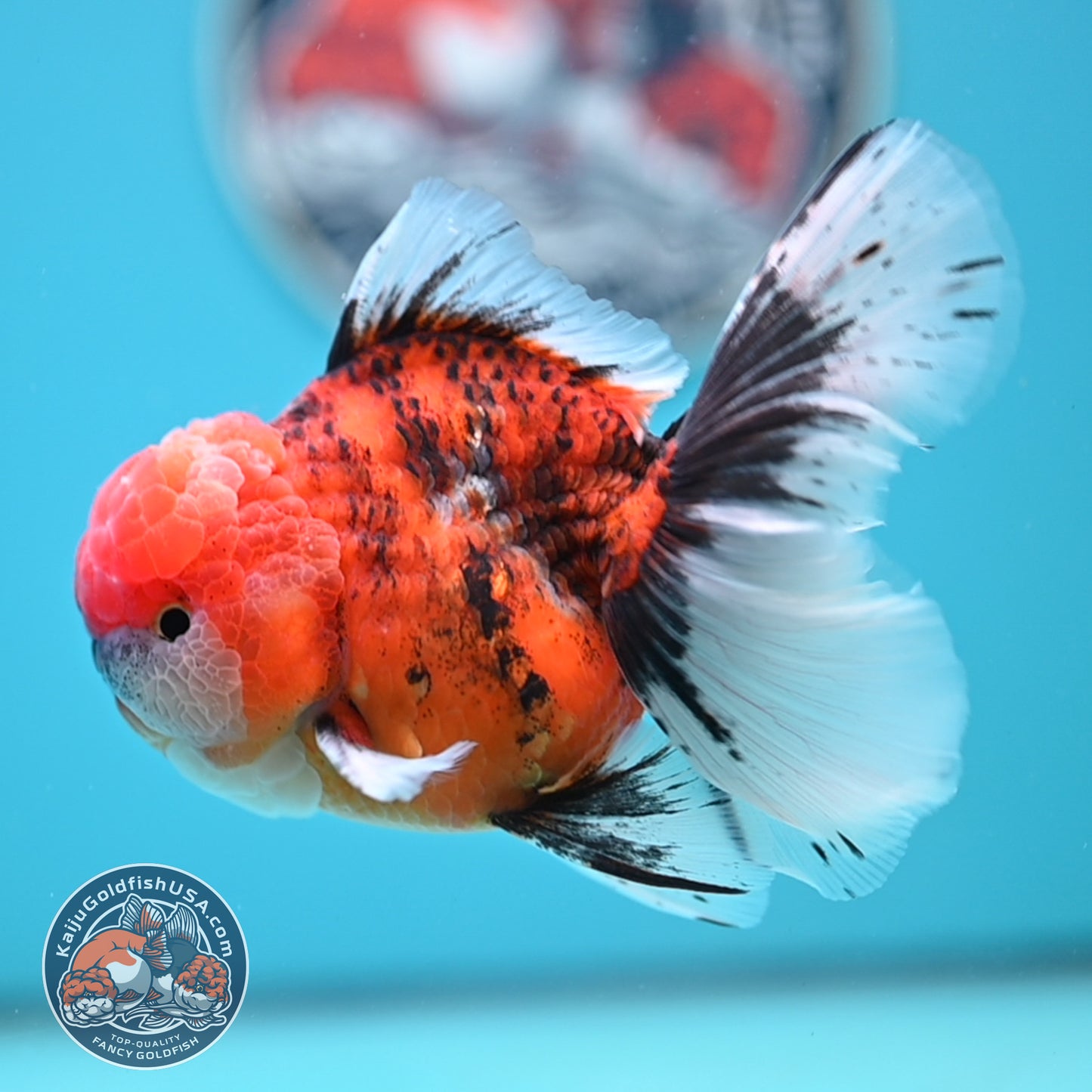 Tricolor Tiger Rose Tail Oranda 4 inches Body (250502_OR12)