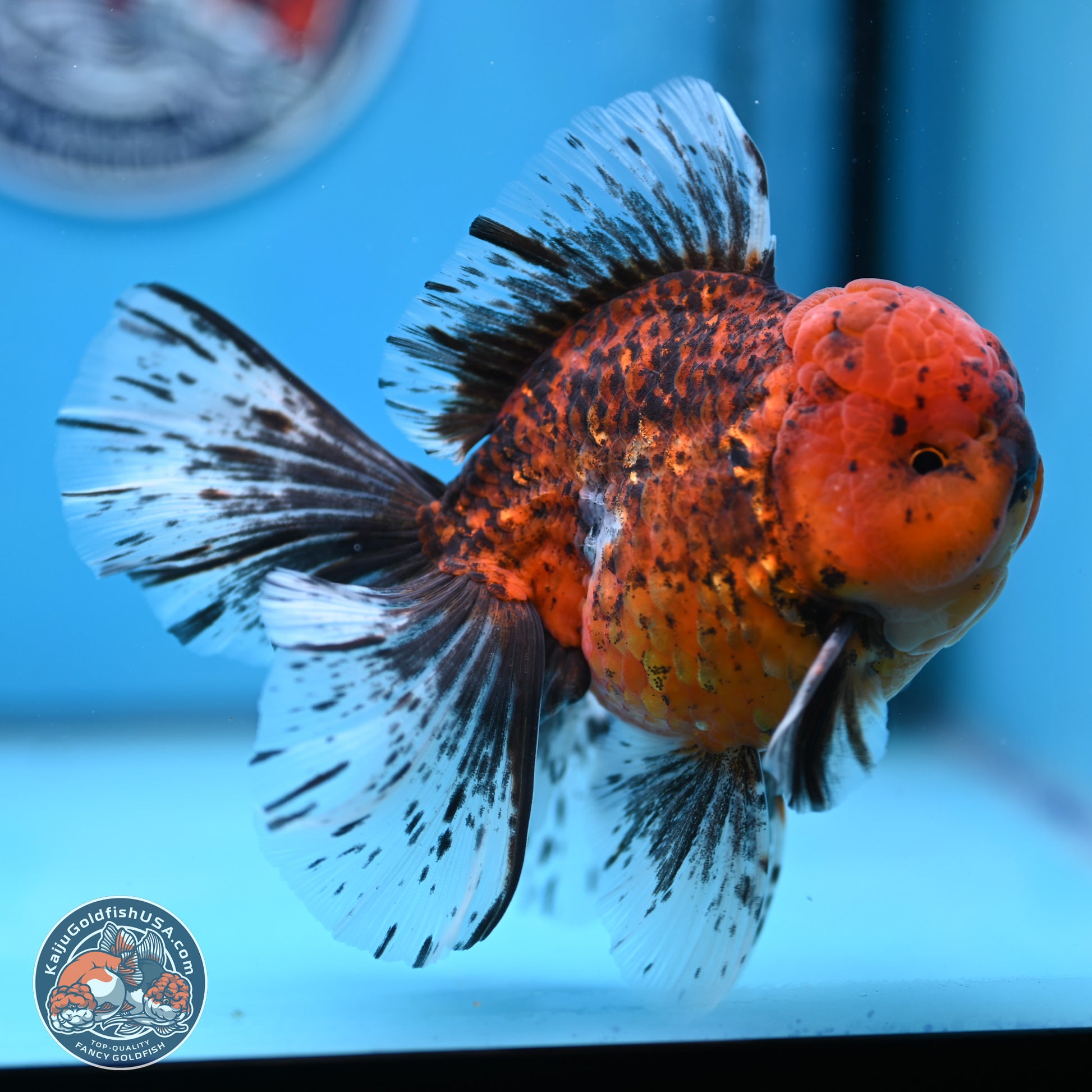 Tiger Rose Tail Oranda 6 inches - Male (241129_OR12) - Kaiju Goldfish USA