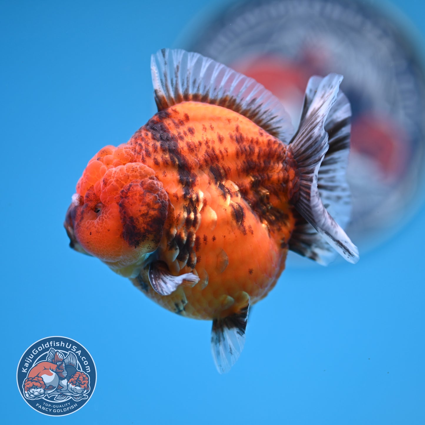 Shogun Tiger Oranda 3.25 inches Body (250530_OR12)