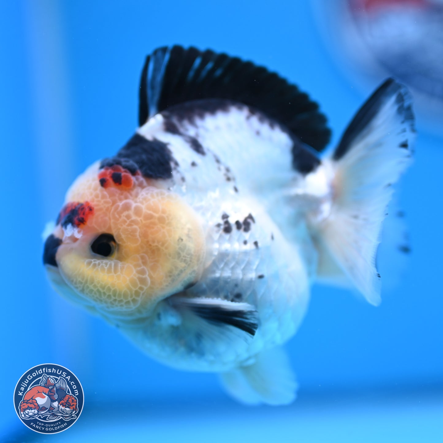 Tricolor YuanBao Oranda 3.5in Body (240816_OR12) - Kaiju Goldfish USA