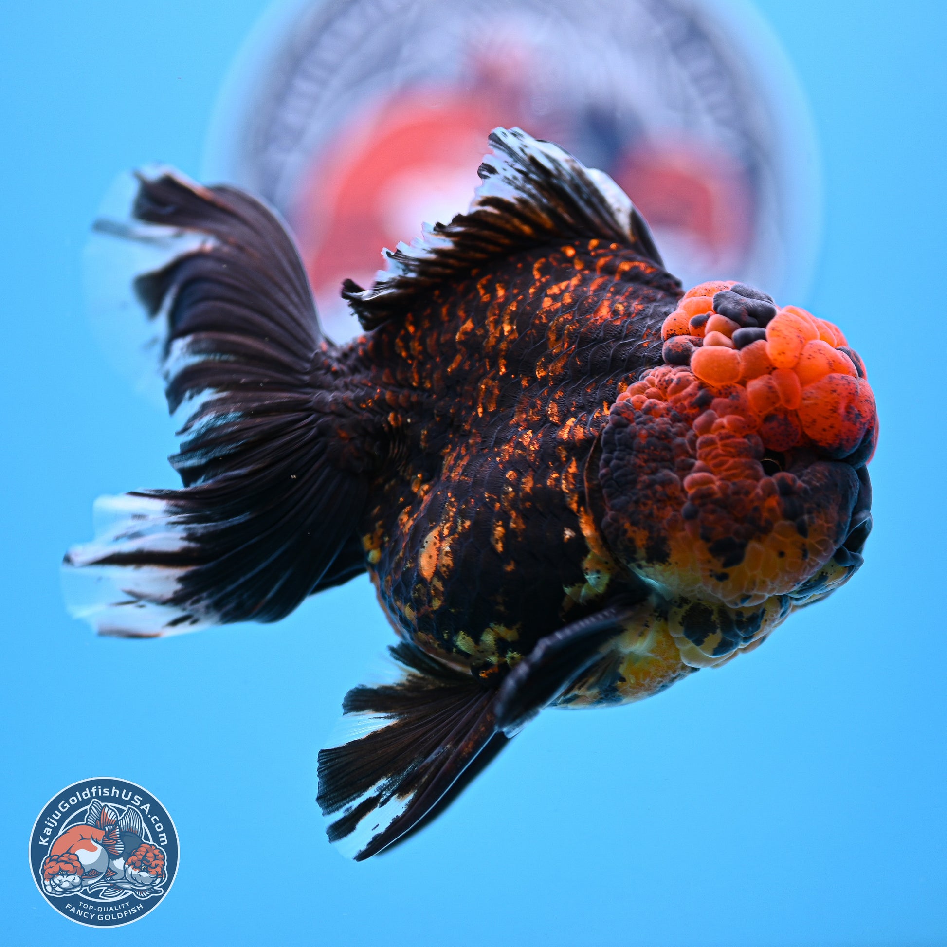 Heavy Ink Tiger Rose Tail Oranda 4-5.5 inches (240920_OR12) - Kaiju Goldfish USA