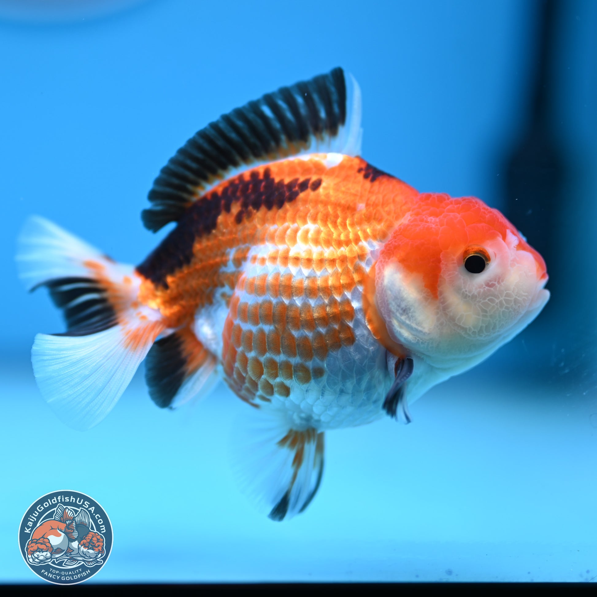 Tricolor Deer Spots Oranda 3.5-4 inches (241004_OR12) - Kaiju Goldfish USA