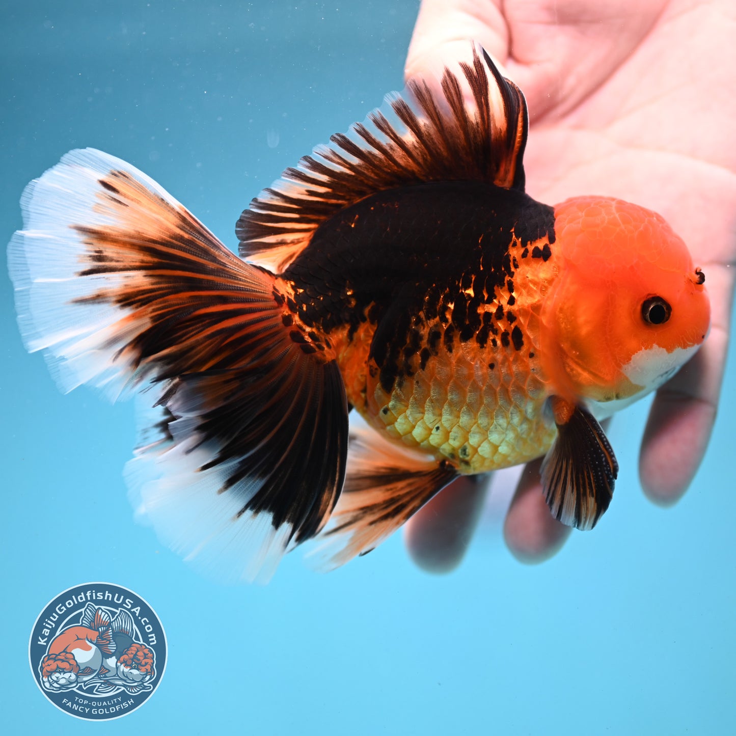 Butterfly Tail Apache Oranda 4 inch Body (250919_OR12)