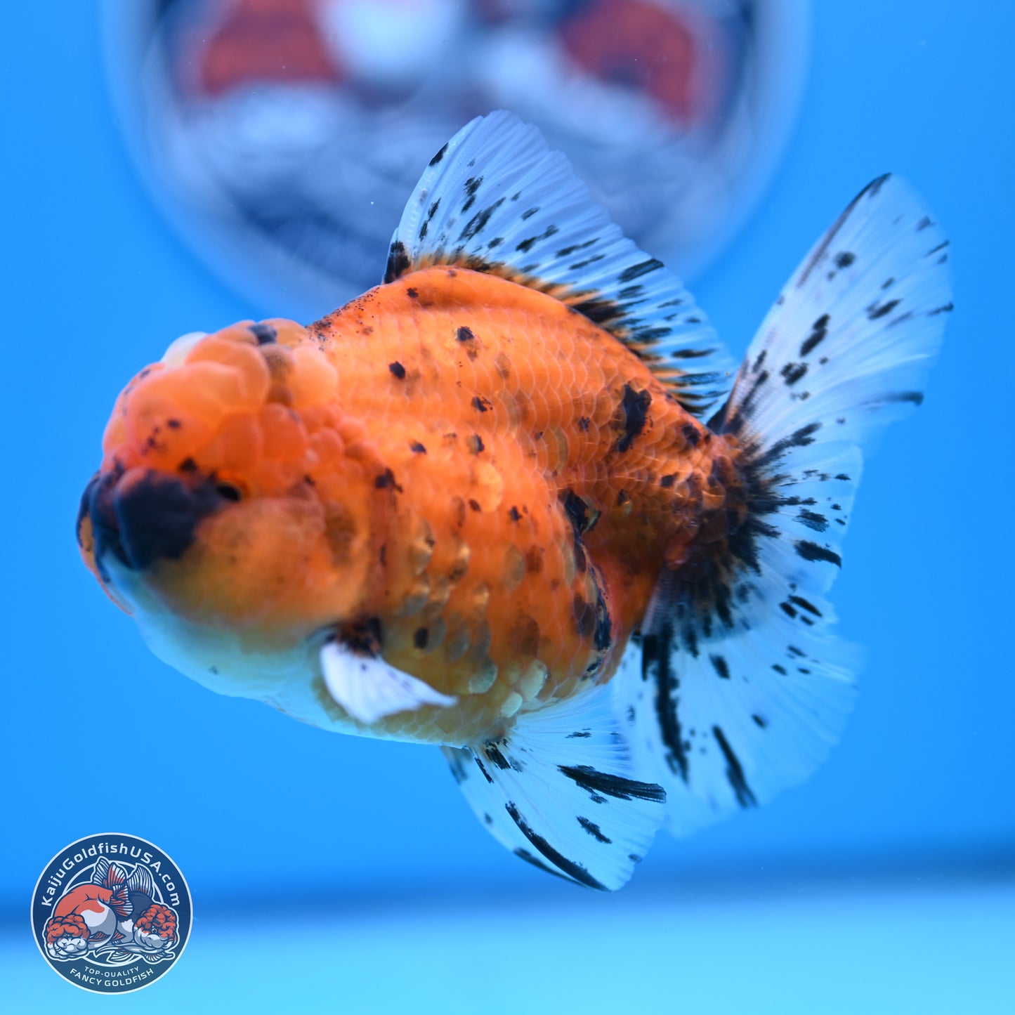 Shogun Tiger Rose Tail Oranda 3.5in Body (240802_OR12) - Kaiju Goldfish USA