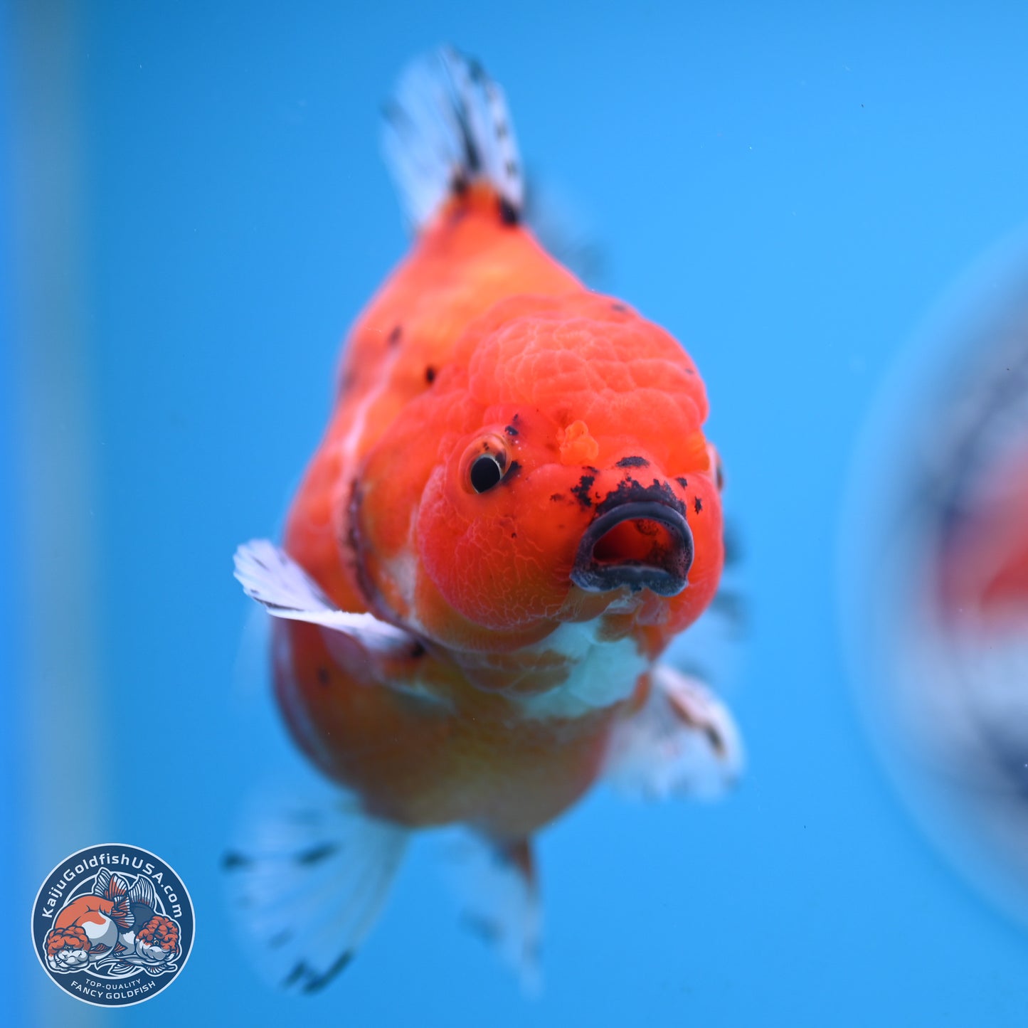 Shogun Tricolor Sakura Oranda 3.75 inches Body - Male (250131_OR12)